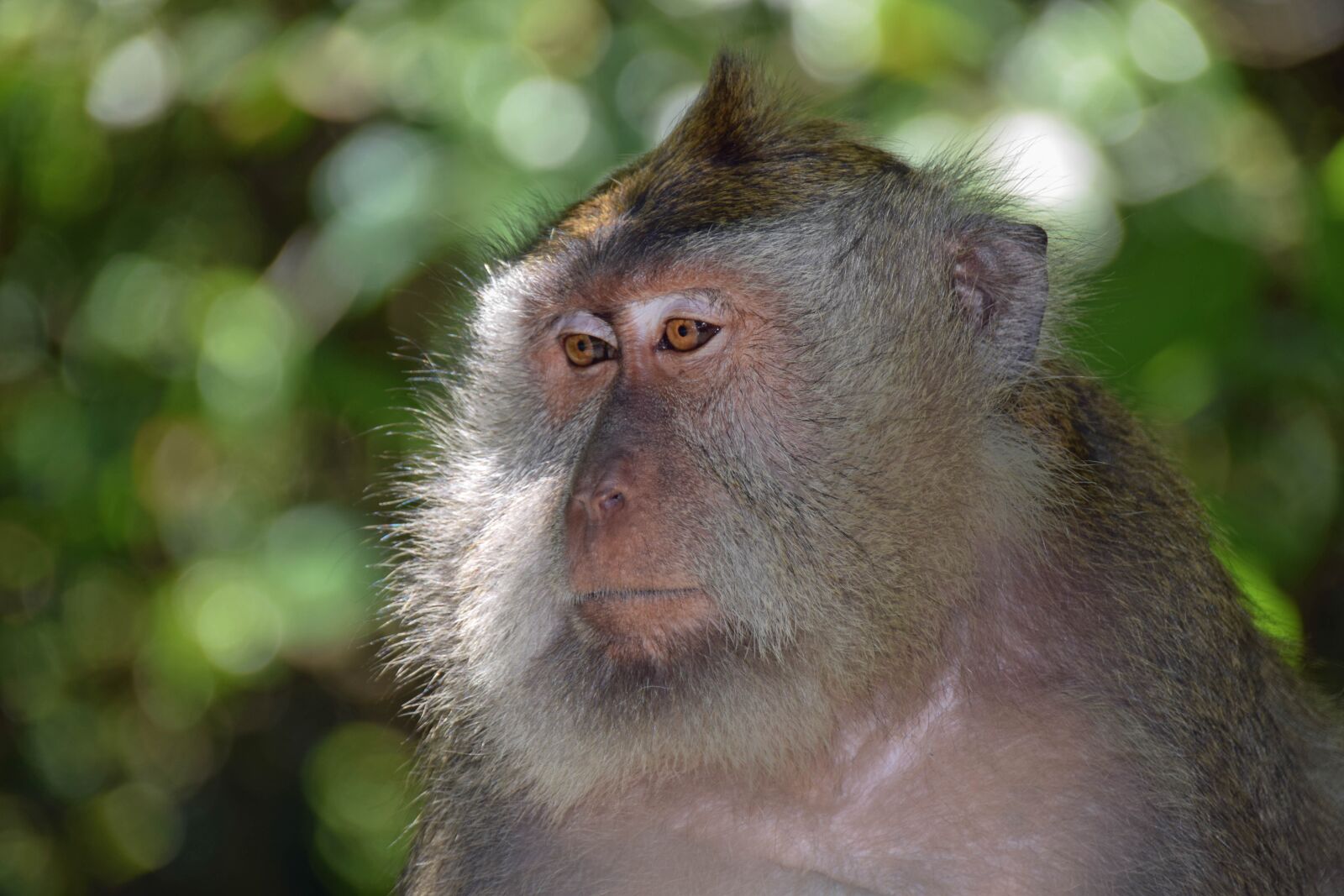 Nikon D3300 sample photo. Bali, indonesia, travel photography