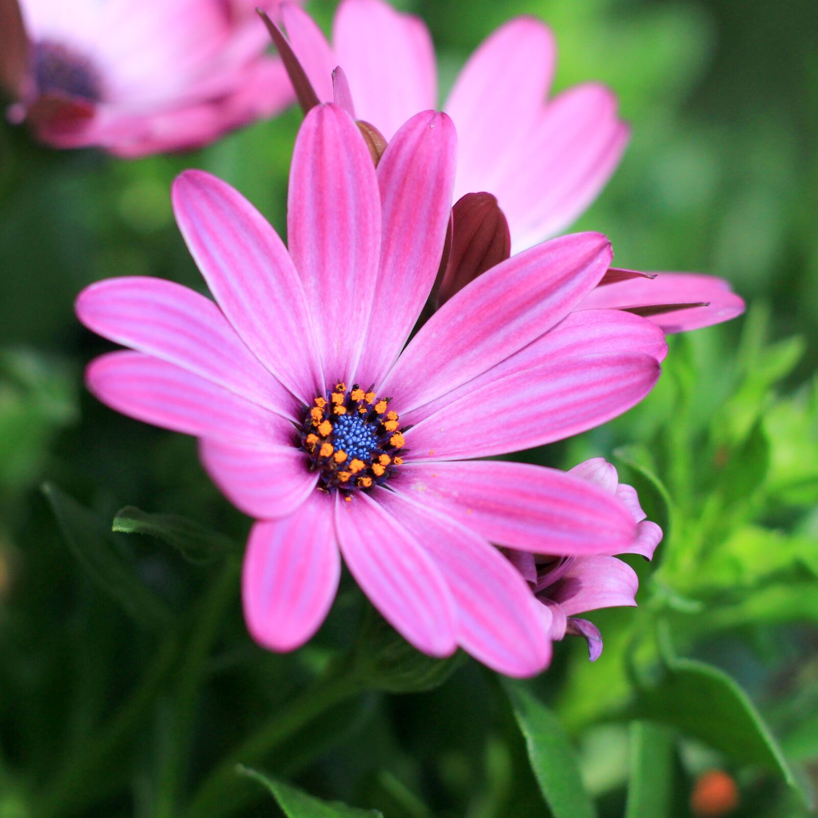 Canon EOS 100D (EOS Rebel SL1 / EOS Kiss X7) sample photo. Flower, daisy, flowers photography