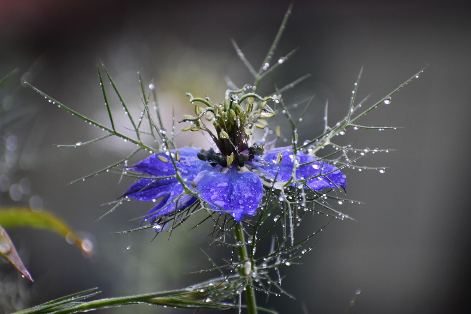 Nikon D3500 sample photo. Flower, blue, nature photography