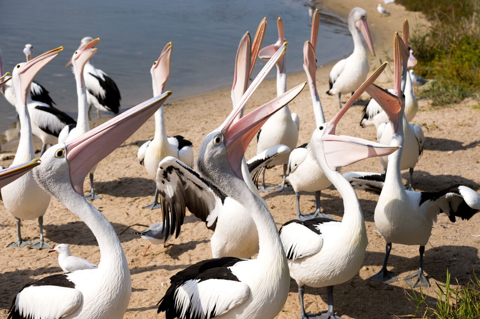 Nikon Df sample photo. Pelicans, group, beaks photography