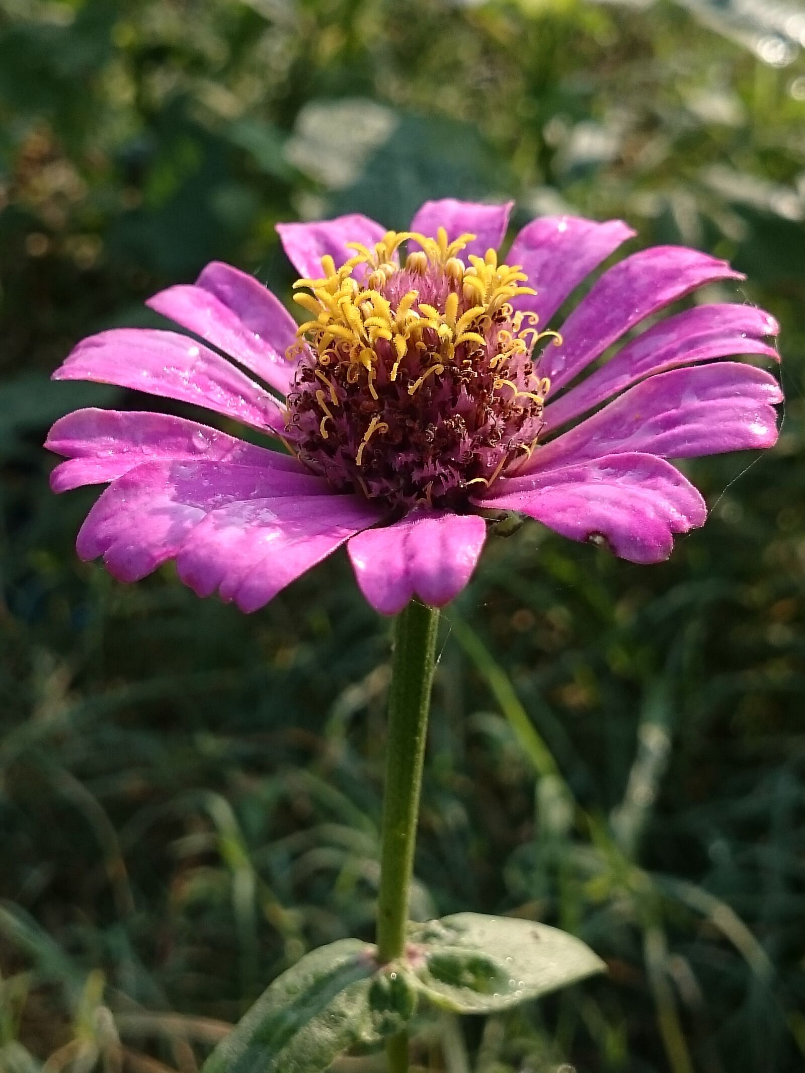 Sony Xperia Z2 sample photo. Nature, flower, flora photography