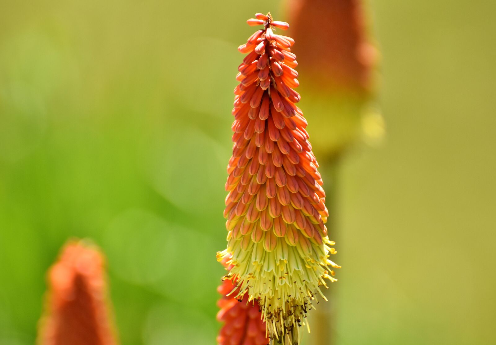 Nikon D7200 sample photo. Panicles-montbretie, flower, red photography