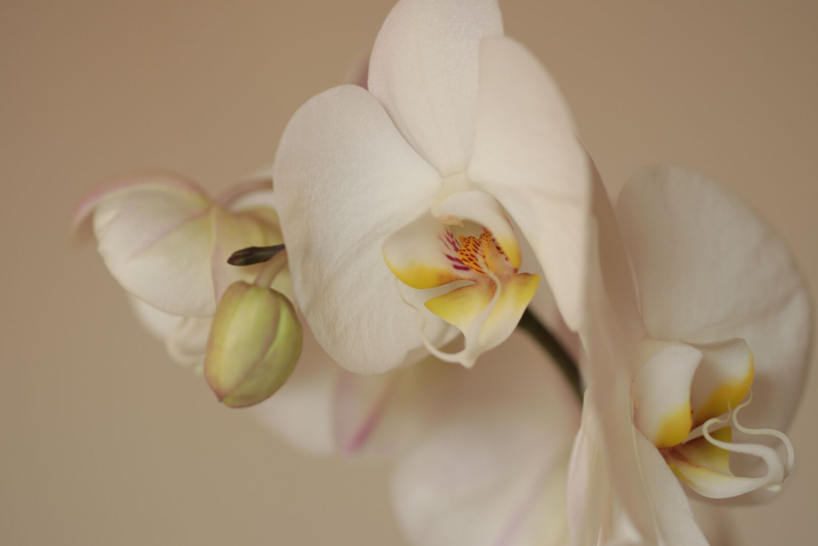 Canon EF 100mm F2.8L Macro IS USM sample photo. Orchid, flowers, white photography
