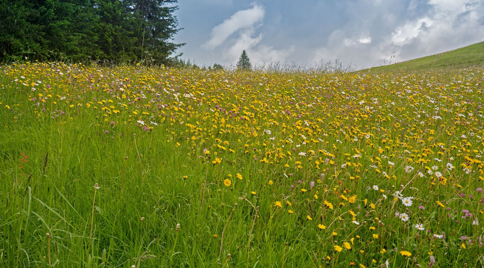 LUMIX G VARIO 12-60/F3.5-5.6 sample photo. Mountain meadow, alpine meadow photography