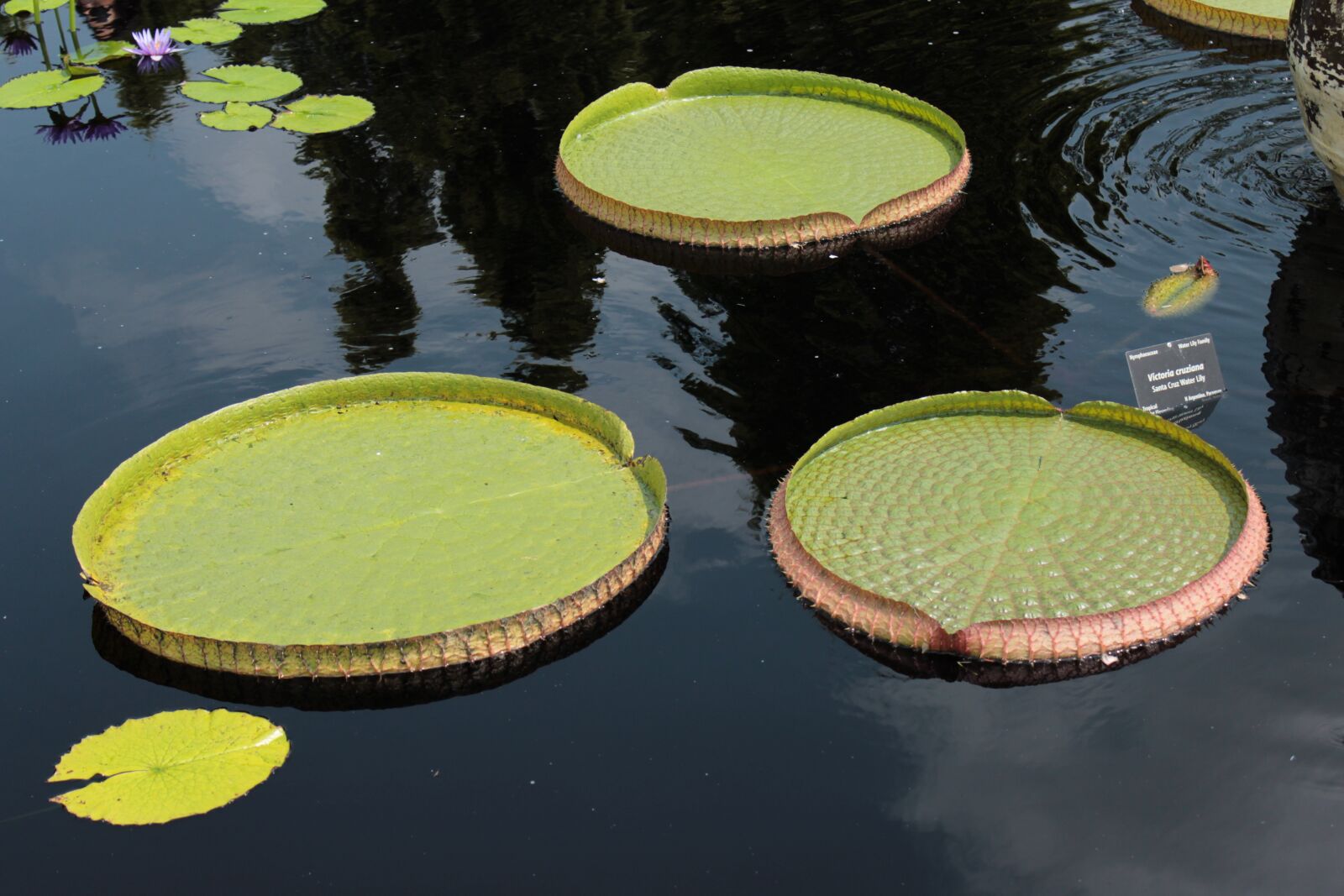 Canon EOS 1300D (EOS Rebel T6 / EOS Kiss X80) sample photo. Lilly, lillies, botanical gardens photography