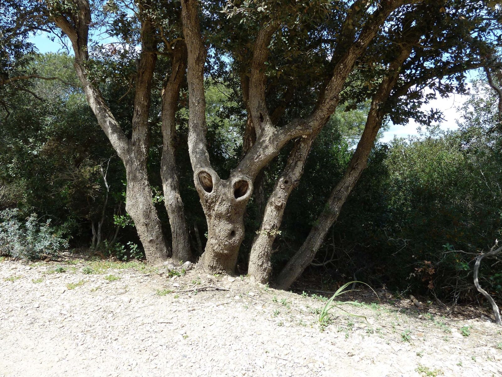 Panasonic Lumix DMC-ZS5 (Lumix DMC-TZ8) sample photo. Tree, twisted, tortuous photography