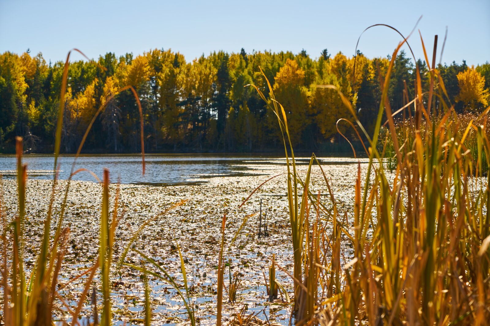 Sony a7R II sample photo. Autumn, season, landscape photography