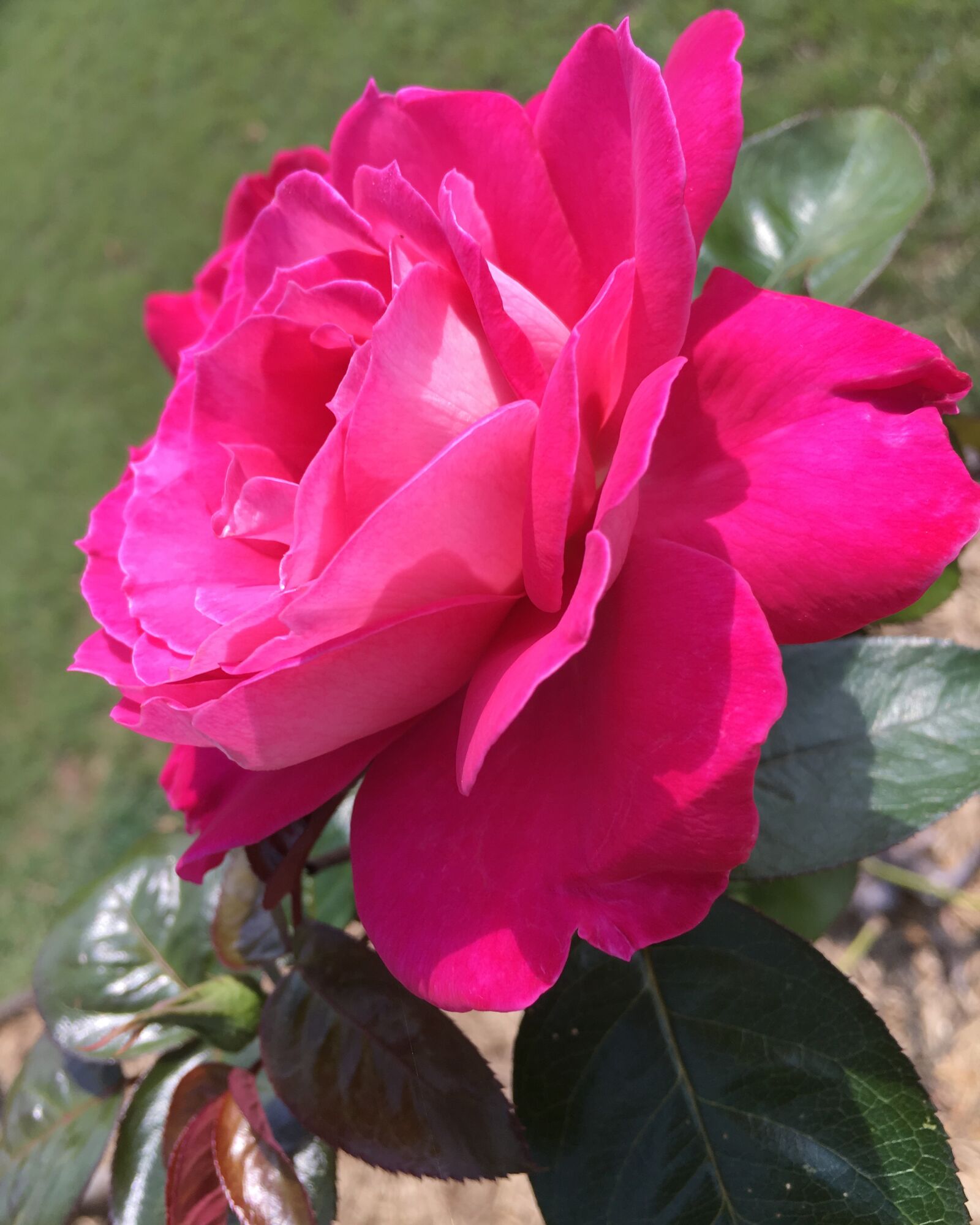 iPhone 6s back camera 4.15mm f/2.2 sample photo. Dark pink, rose, garden photography