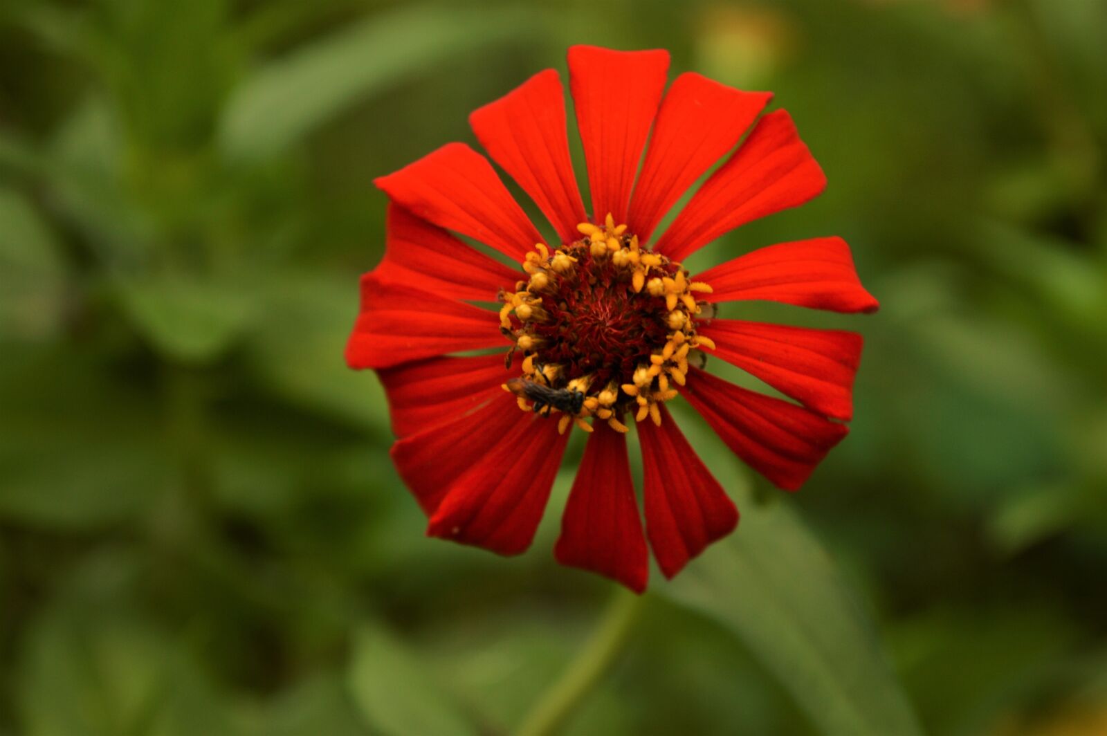 Nikon D3200 sample photo. Flower, wild, red photography