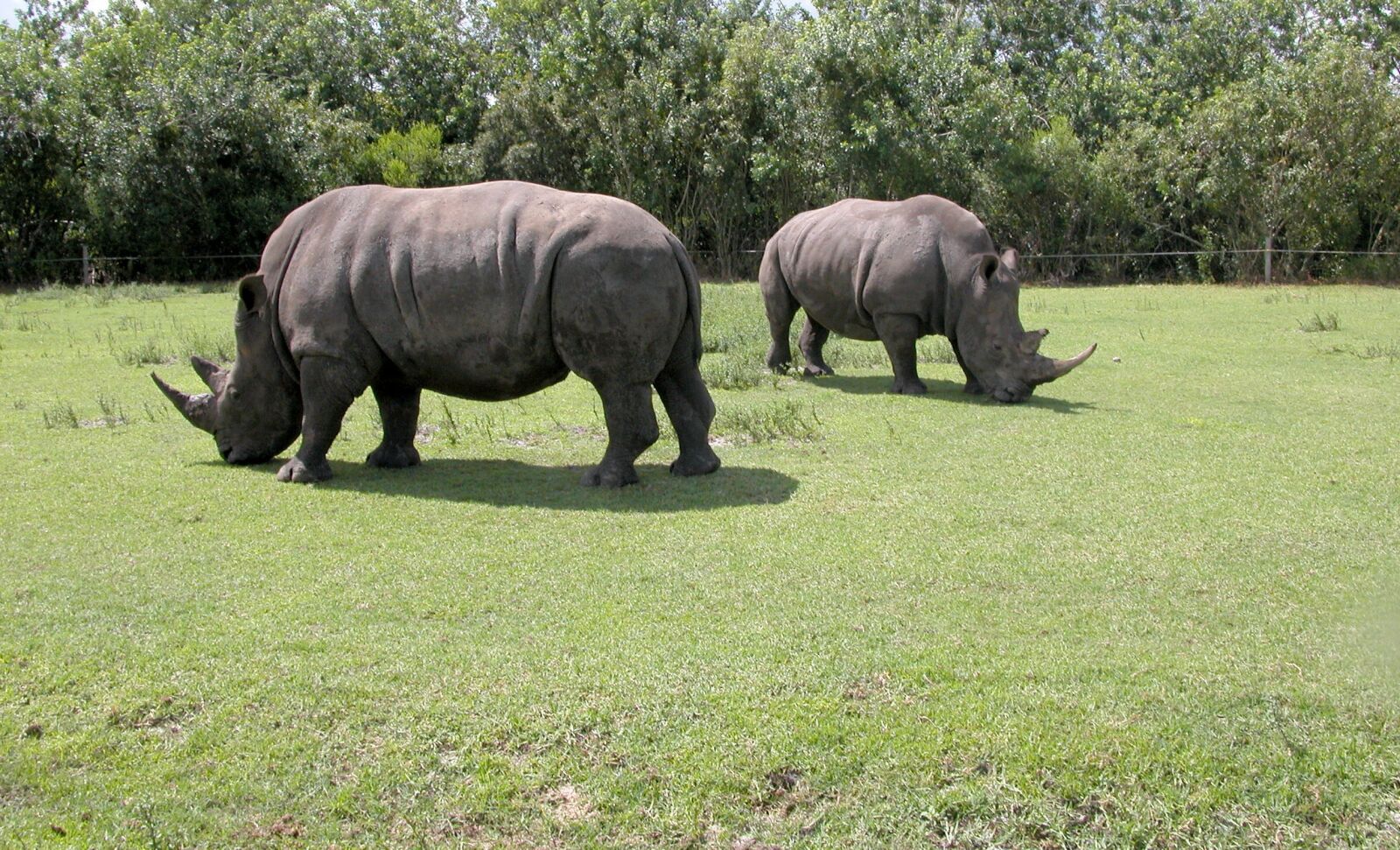 Nikon E5700 sample photo. Rhinos, wildlife, animal photography
