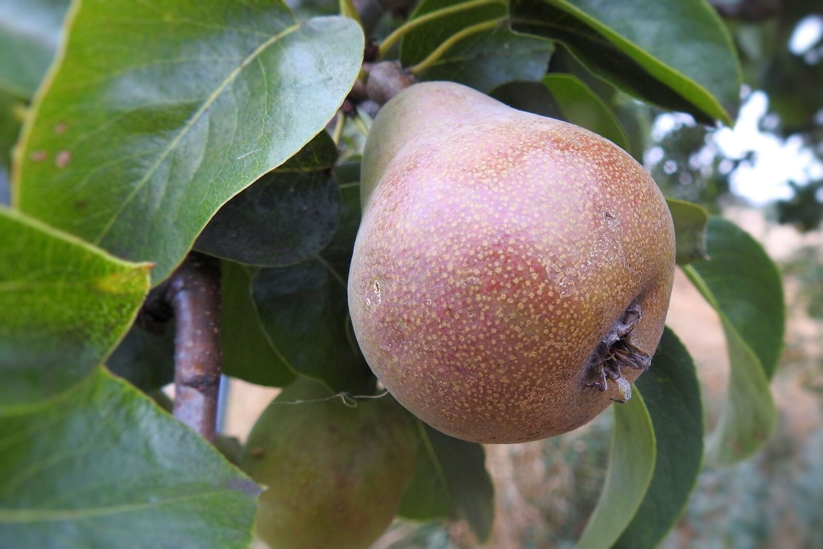 Nikon Coolpix P900 sample photo. Pear, pear tree, fruit photography