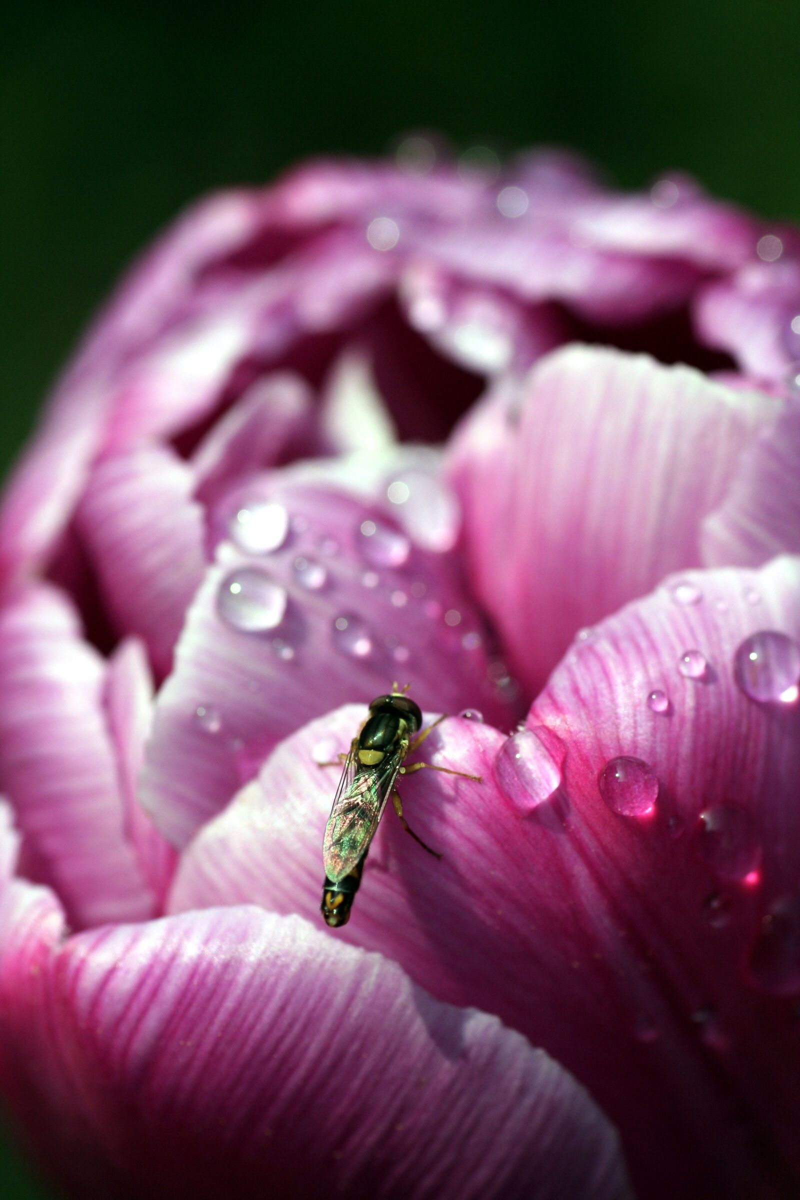 Canon EOS 350D (EOS Digital Rebel XT / EOS Kiss Digital N) sample photo. Flower, insect, pink photography