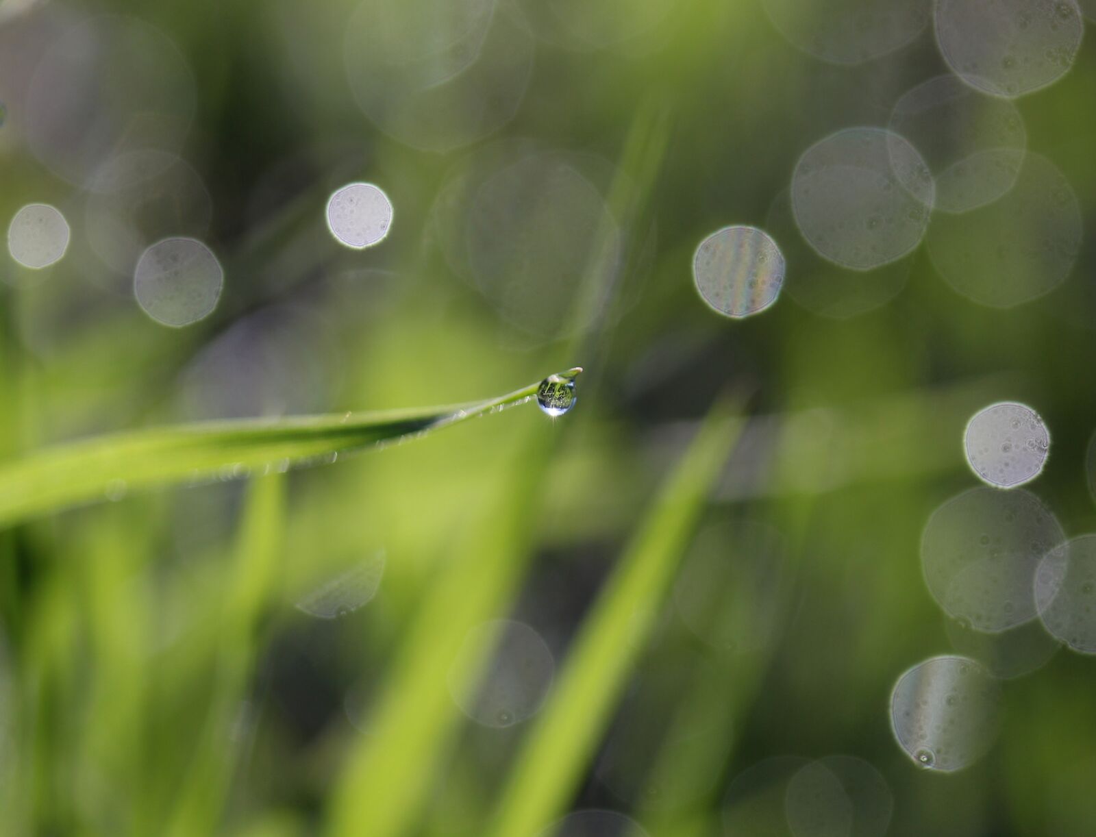Canon EF-S 60mm F2.8 Macro USM sample photo. Grass, dew, green photography