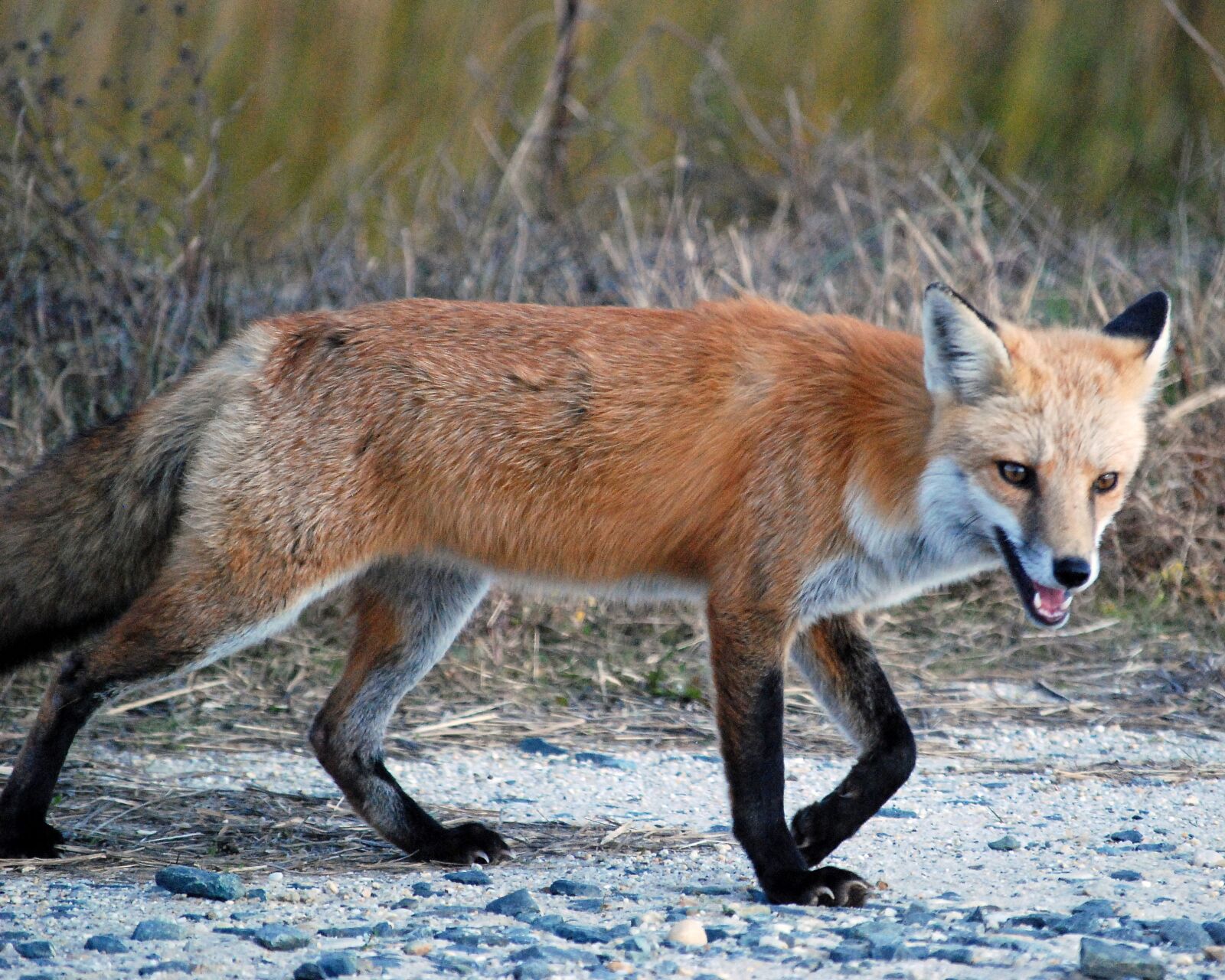 Nikon D80 sample photo. Red, fox, animal photography