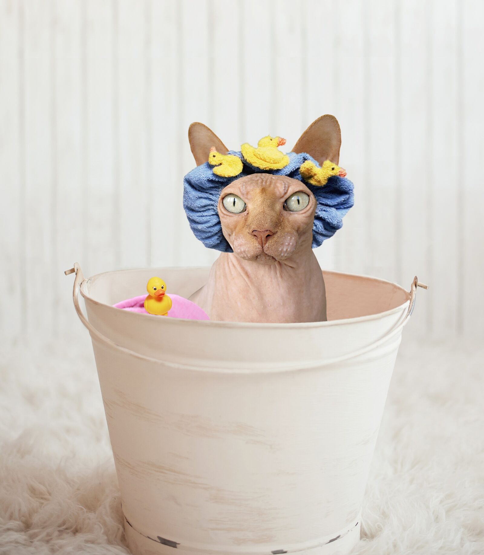 Nikon D700 sample photo. Sphynx, cat, bathtub photography