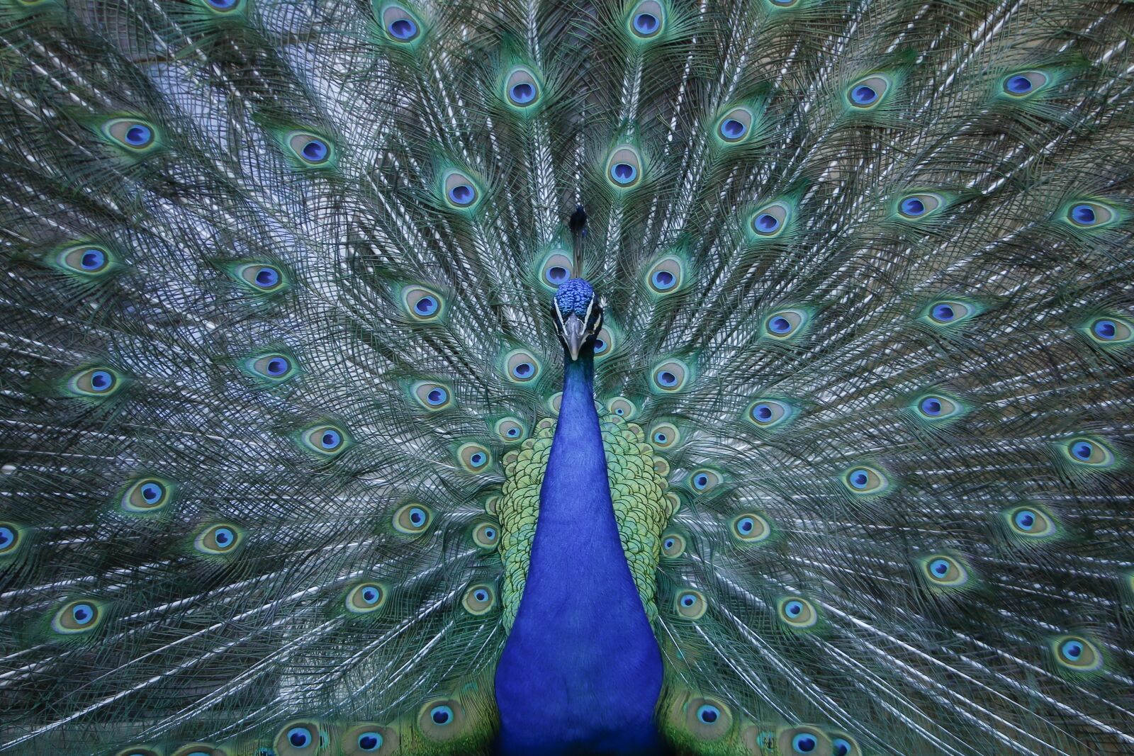 Canon EOS 70D sample photo. Animals, peacock, bird photography