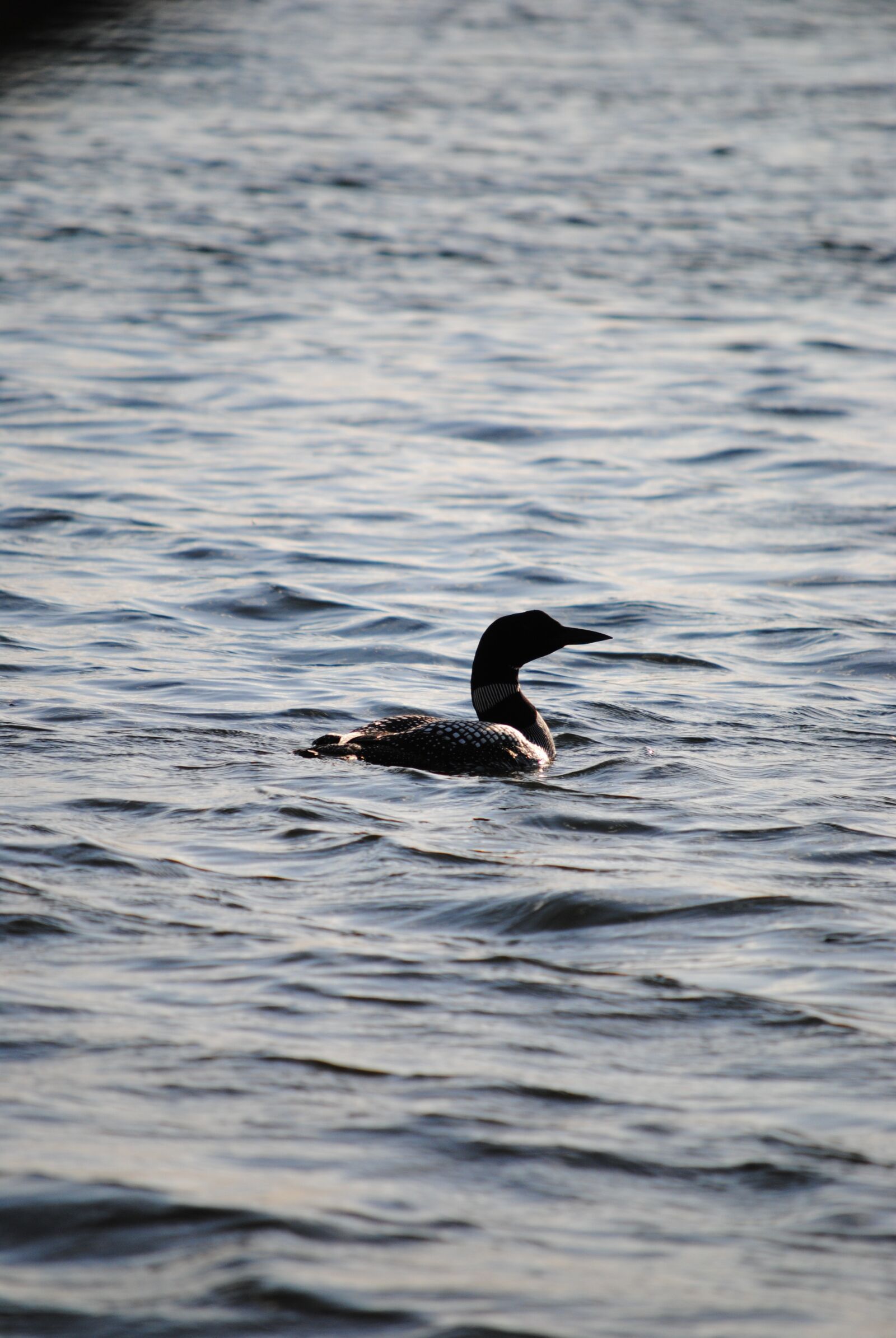 Nikon D3000 sample photo. Loon, water, wildlife photography