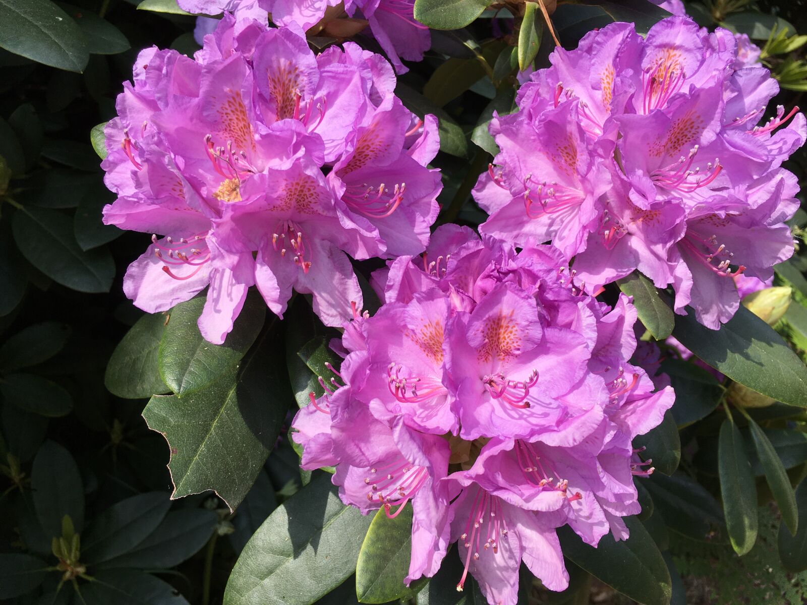 Apple iPhone SE sample photo. Pink, rhododendron, floral photography