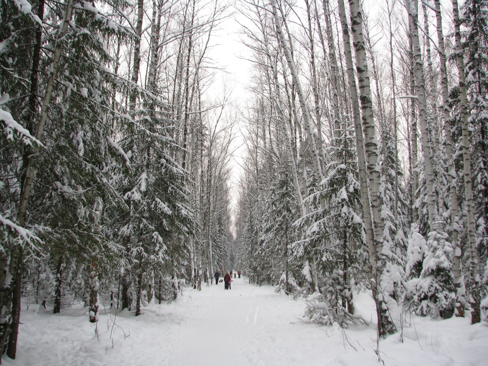Canon POWERSHOT S5 IS sample photo. Winter, forest, trail photography
