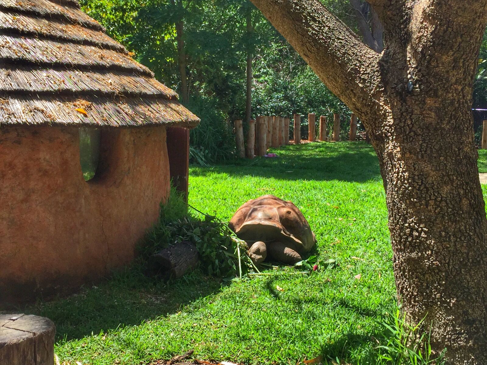 Apple iPhone 6 sample photo. Tortoise, turtle, zoo photography