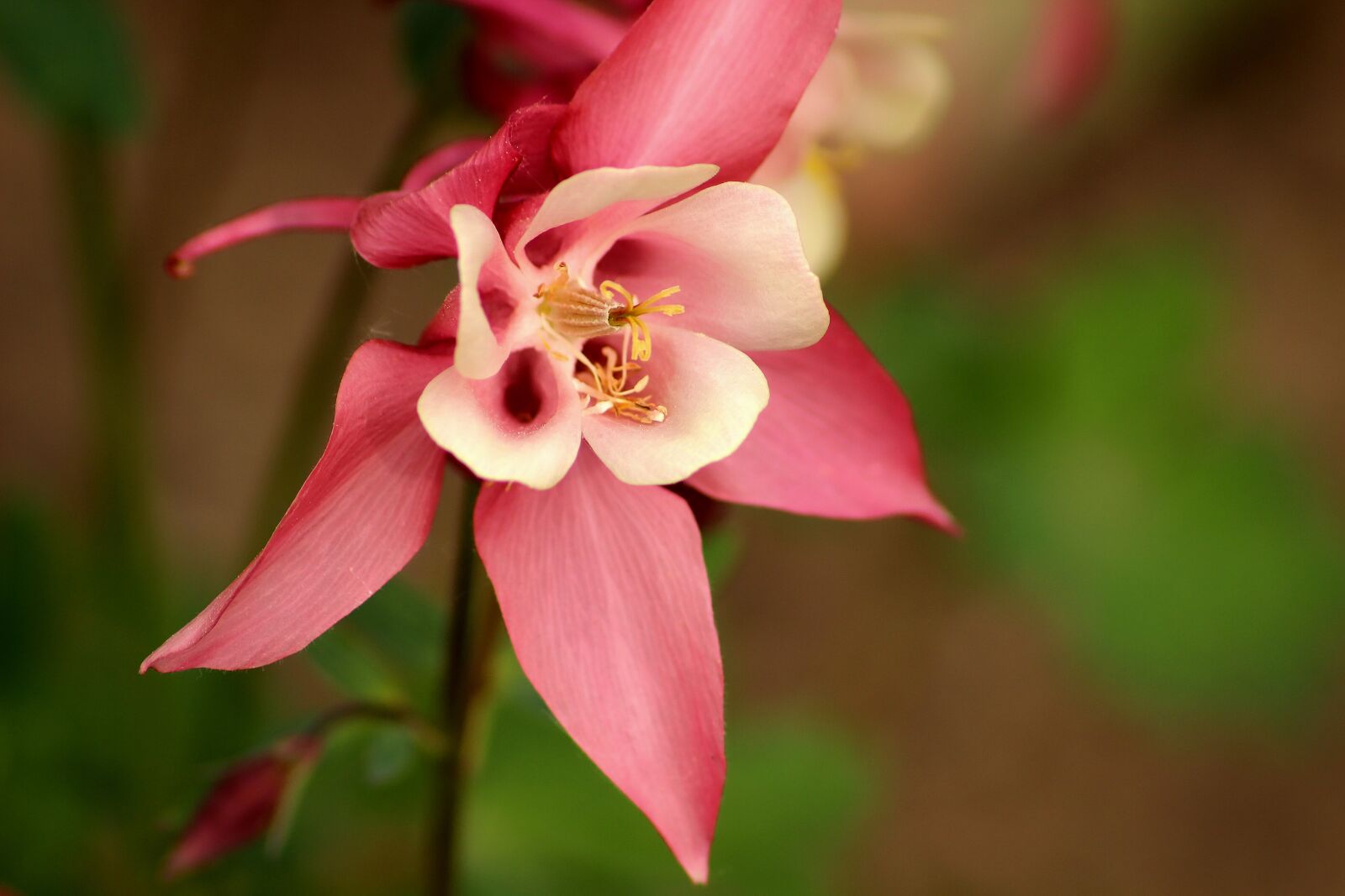 Canon EOS 600D (Rebel EOS T3i / EOS Kiss X5) sample photo. Flower, orange, blossom photography