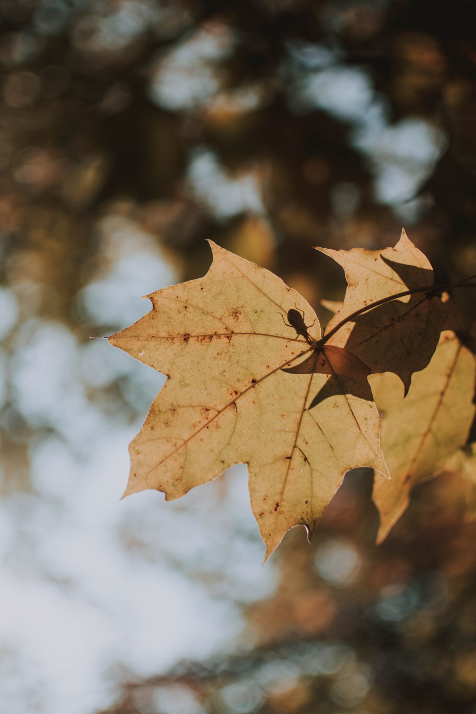 Nikon D5200 sample photo. Leaf, beetle, tree photography