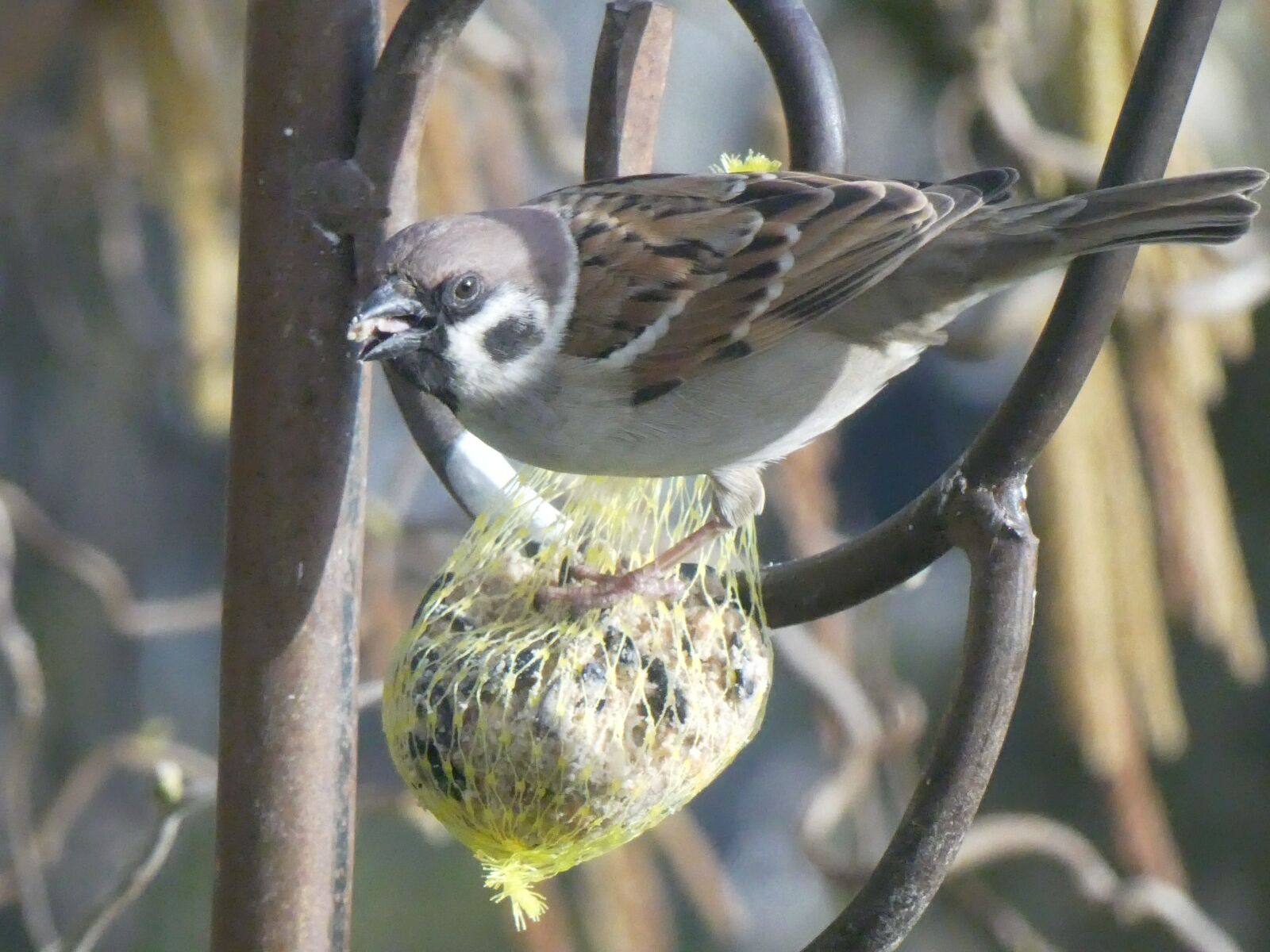 Panasonic DMC-TZ81 sample photo. Tree sparrow, sparrow, bird photography