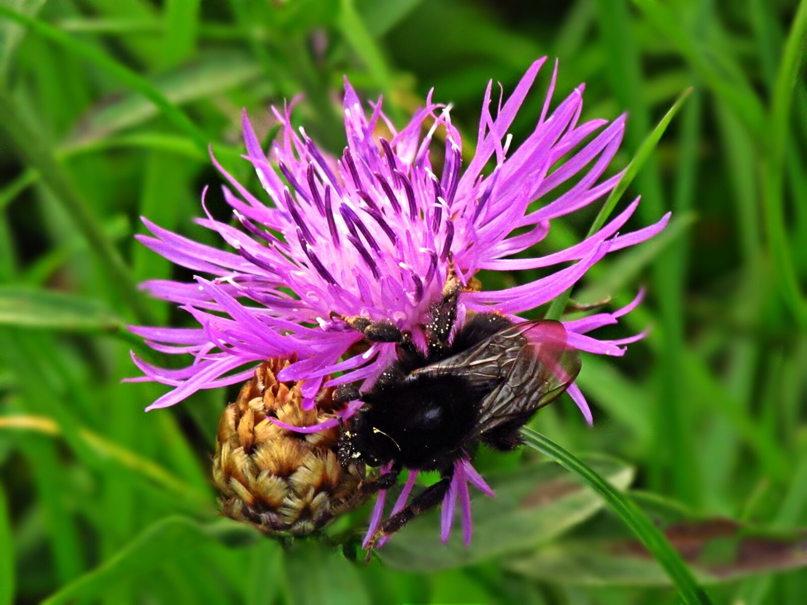 Canon PowerShot SX30 IS sample photo. Flower, insect, nature photography