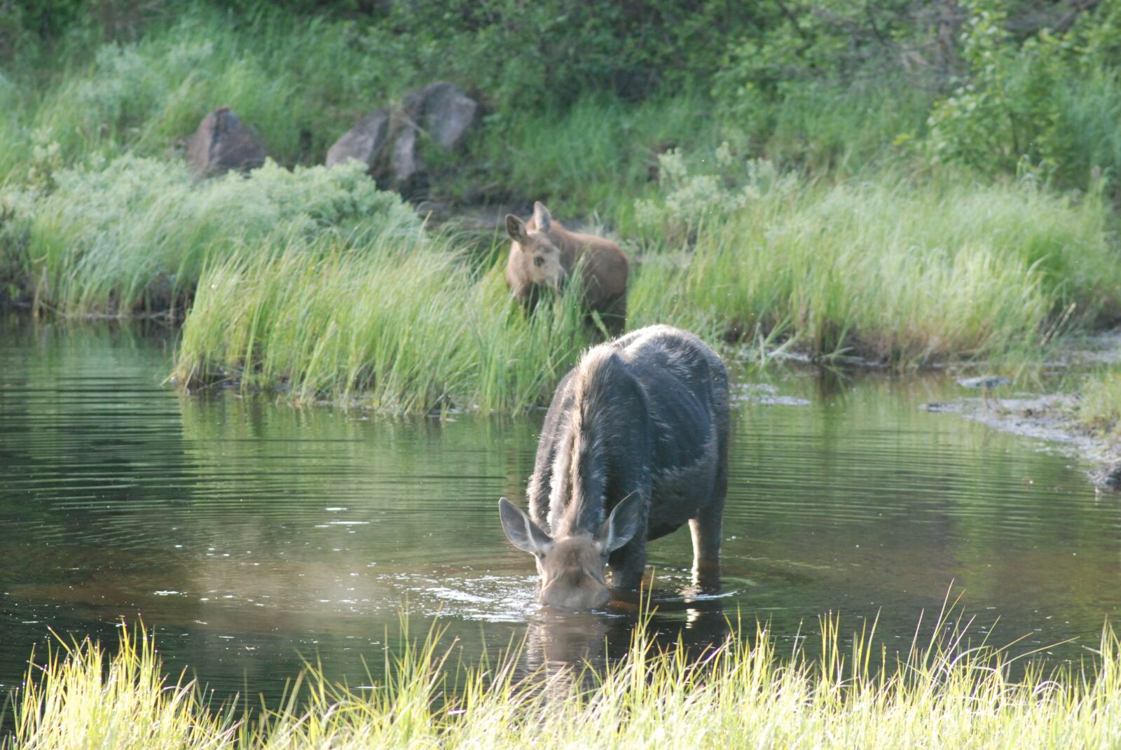 Nikon D80 sample photo. Moose, pair, moose and photography
