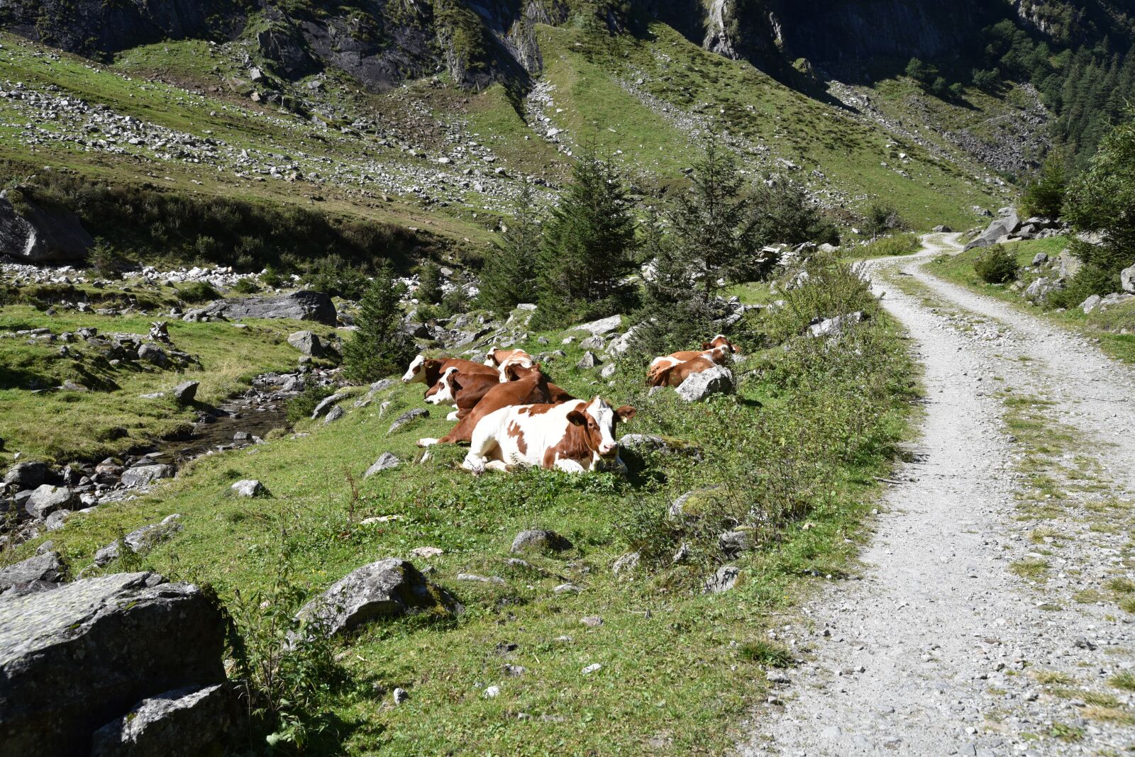 Nikon D750 sample photo. Stilluptal valley, cows, landscape photography