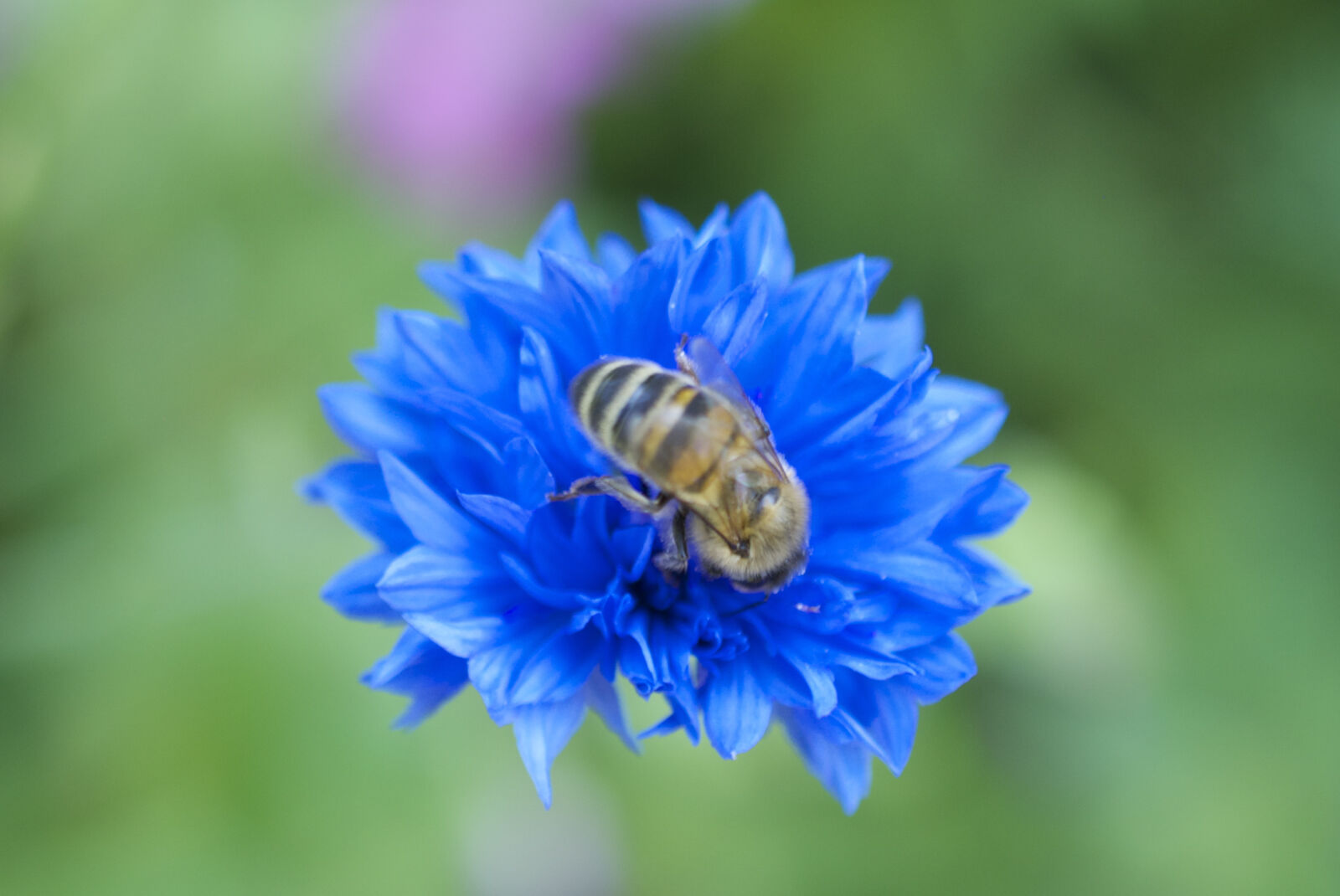Nikon D40X sample photo. Bee, blue, flower photography