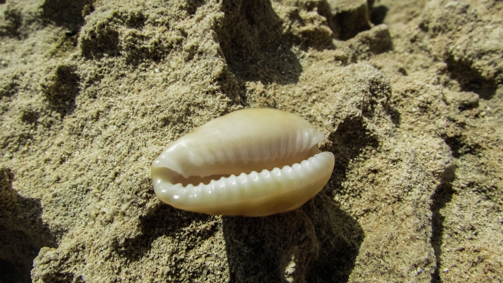 Canon PowerShot SX400 IS sample photo. Shell, sand, beach photography