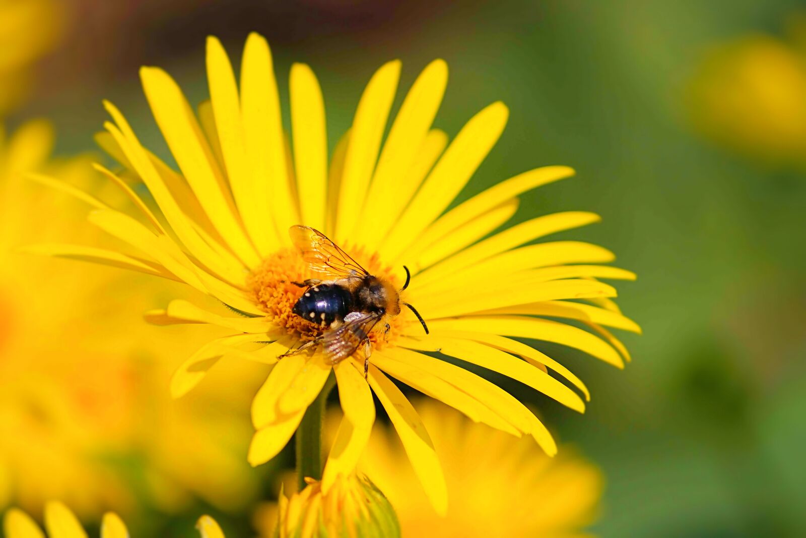 Canon EOS 600D (Rebel EOS T3i / EOS Kiss X5) sample photo. Insect, flower, blossom photography