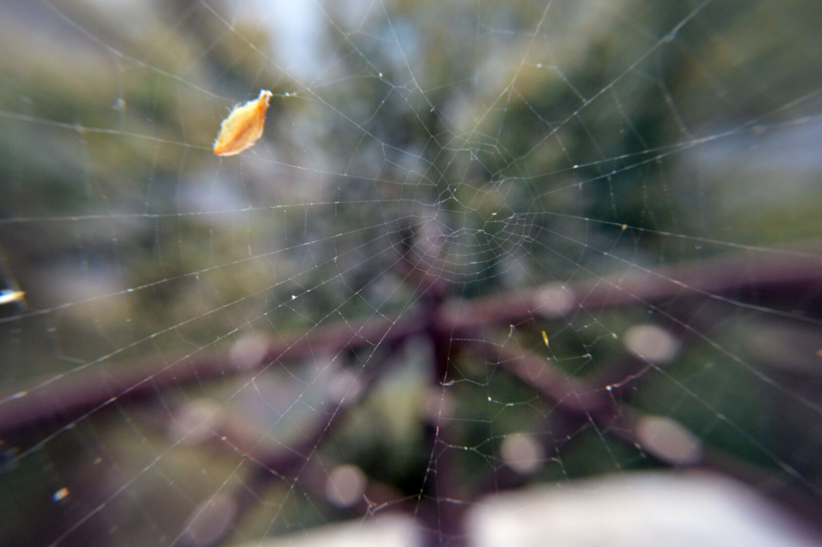 Nikon D3200 sample photo. Spider, web, spider, s photography
