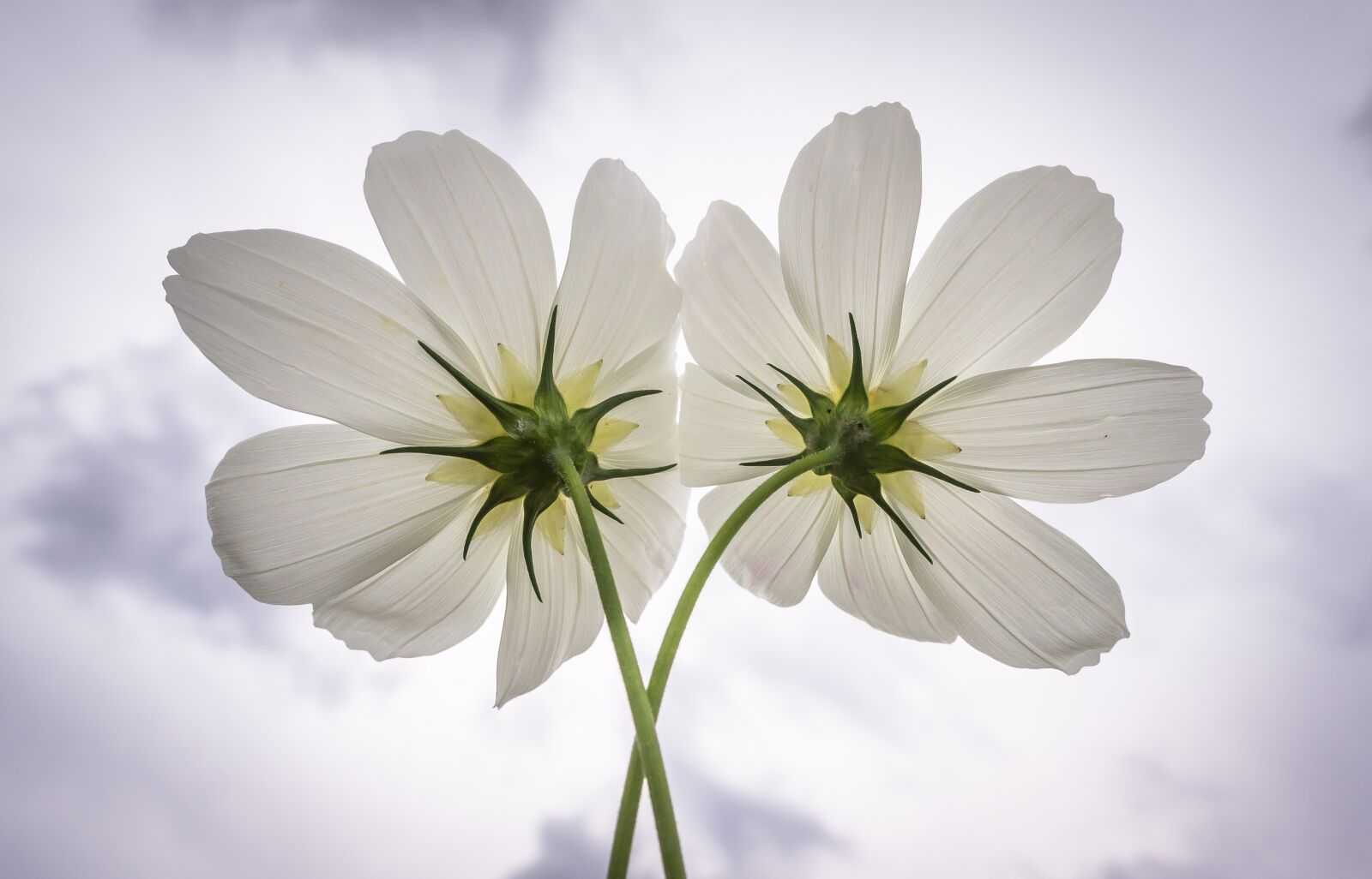 Sony Alpha NEX-5N sample photo. Cosmos, flowers, plants photography