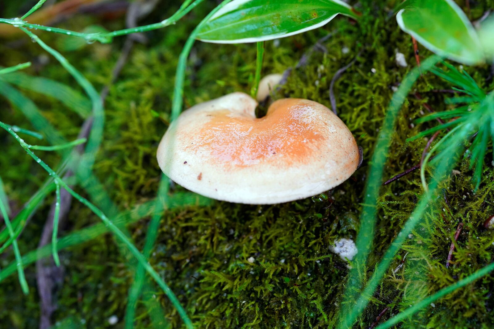 Sony a7R III sample photo. Mushroom, rain, nature photography