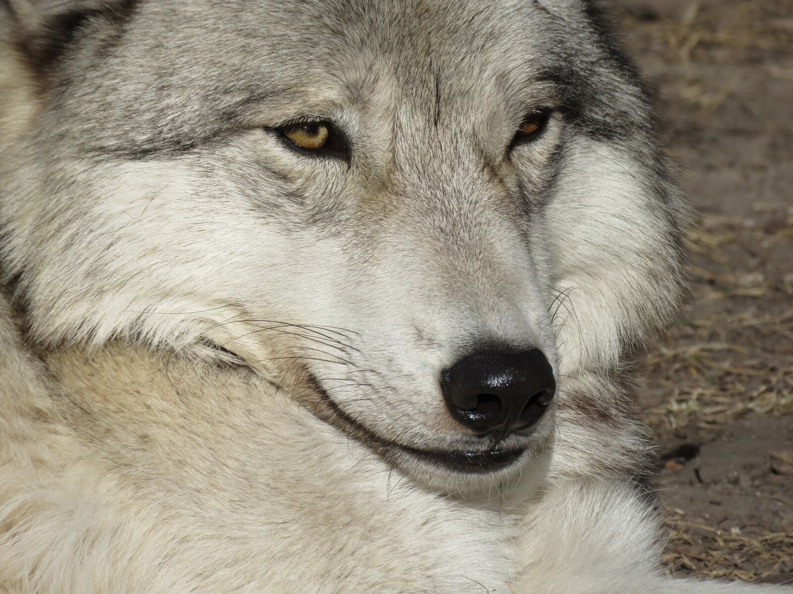 Canon PowerShot SX60 HS sample photo. Wolfdog, wolf, dog photography
