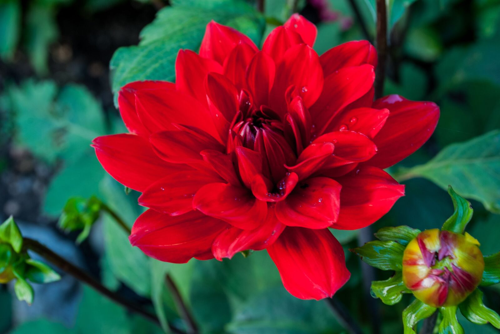 Nikon D3000 sample photo. Dahlia, flower, red photography