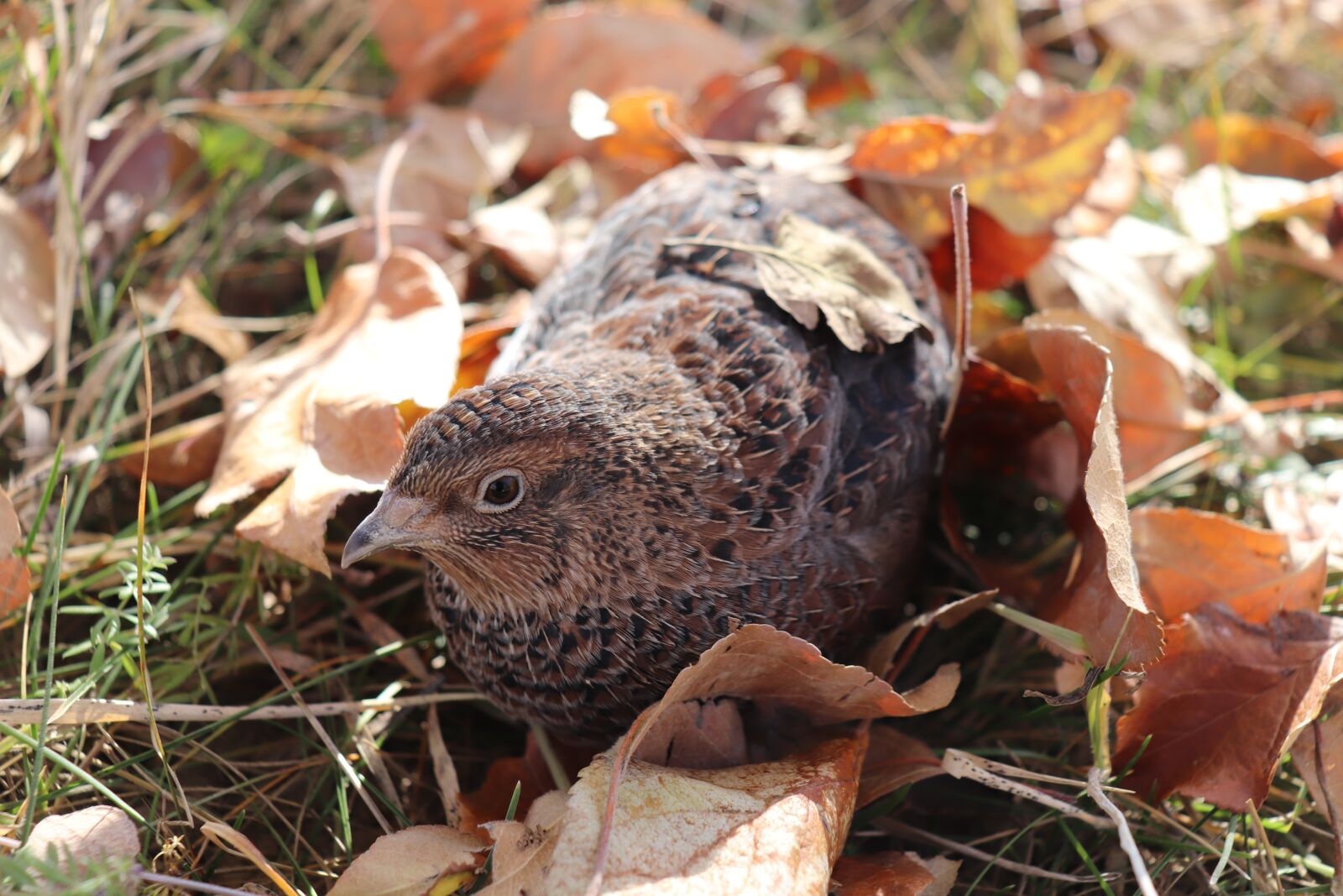 Canon EOS 200D (EOS Rebel SL2 / EOS Kiss X9) sample photo. Quail, nature, food photography