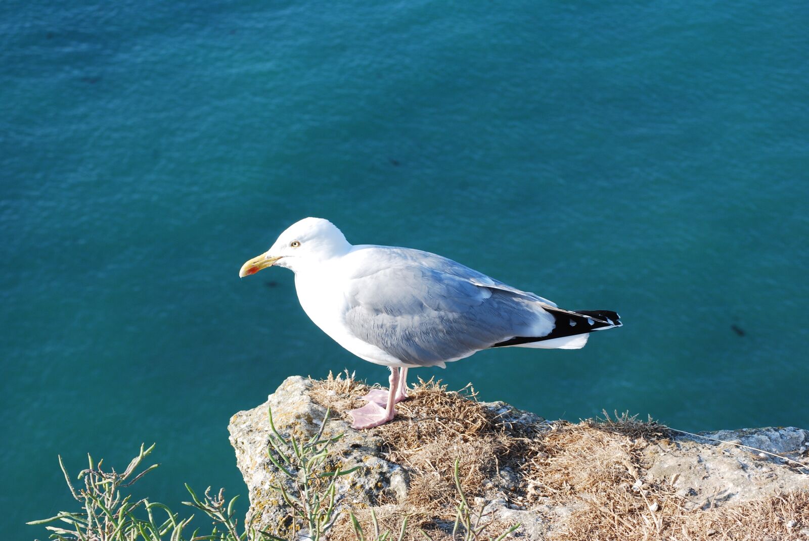 Nikon D60 sample photo. Seagull, sea, bird photography