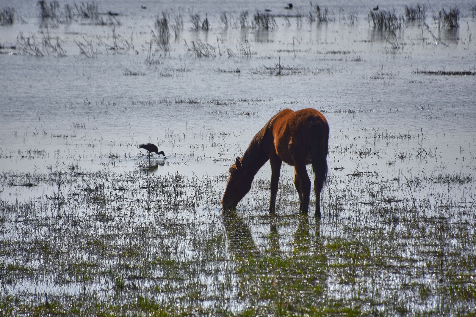 Nikon D7200 sample photo. Marsh, colt, ave photography