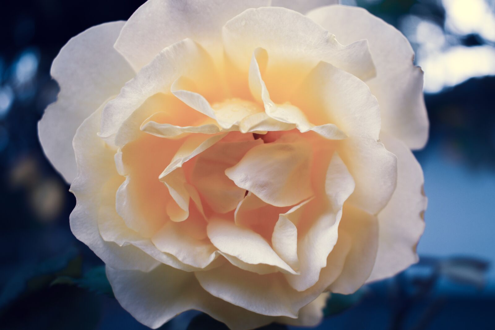 Nikon D5600 sample photo. Yellow rose, blooming, macro photography