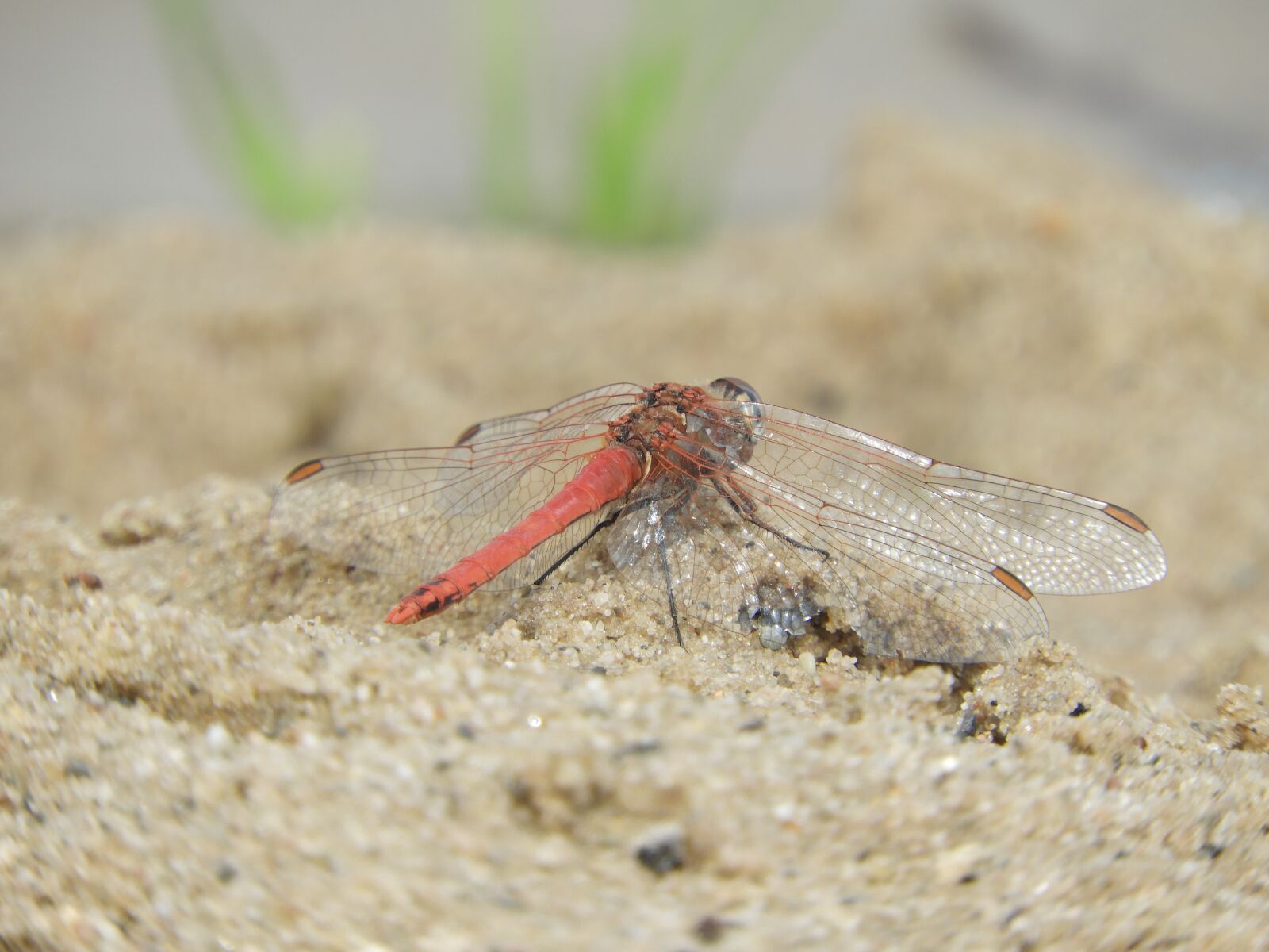 Nikon Coolpix B700 sample photo. Dragonfly, wing, insect photography
