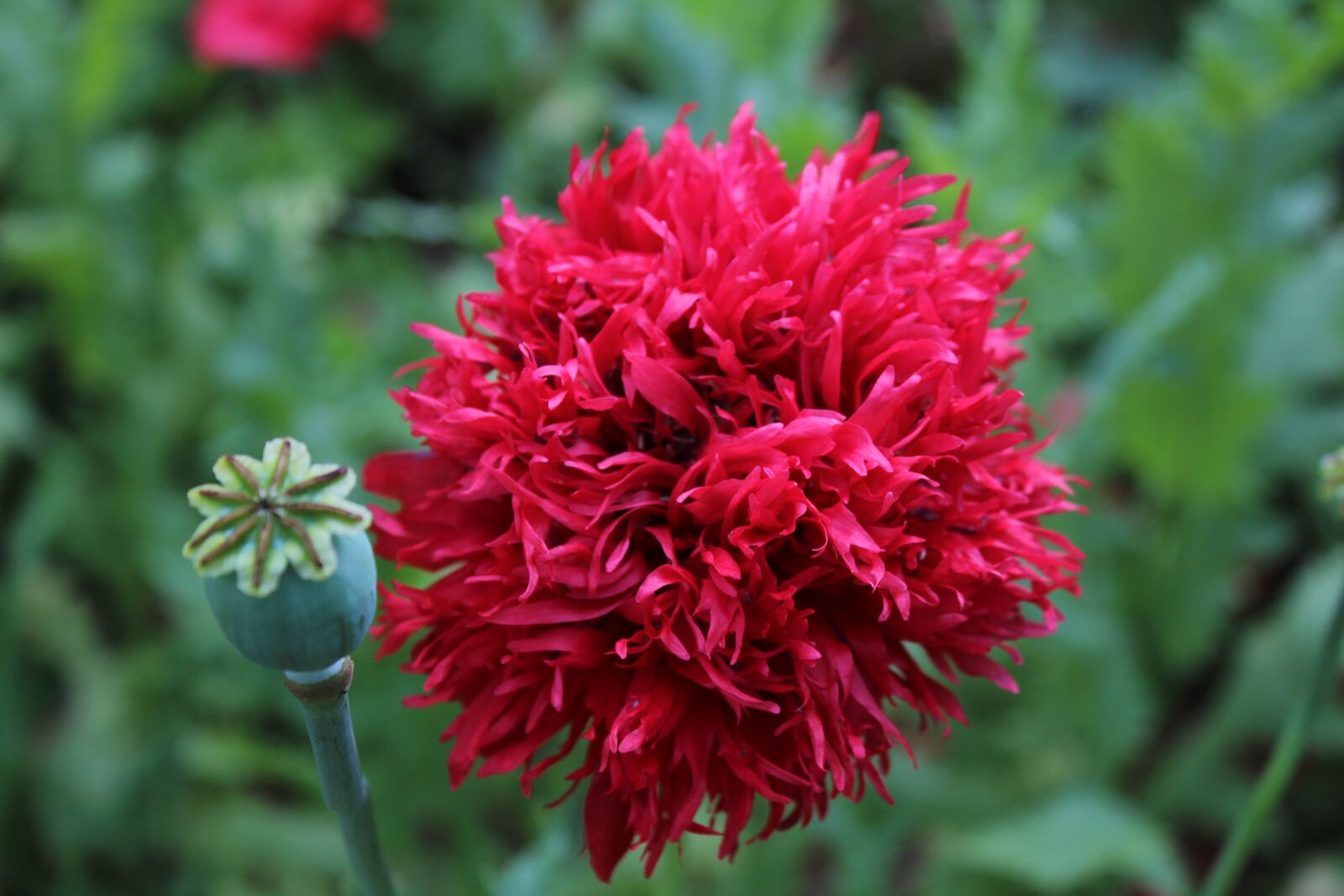 Canon EOS 1300D (EOS Rebel T6 / EOS Kiss X80) sample photo. Poppy, poppy garden, flower photography