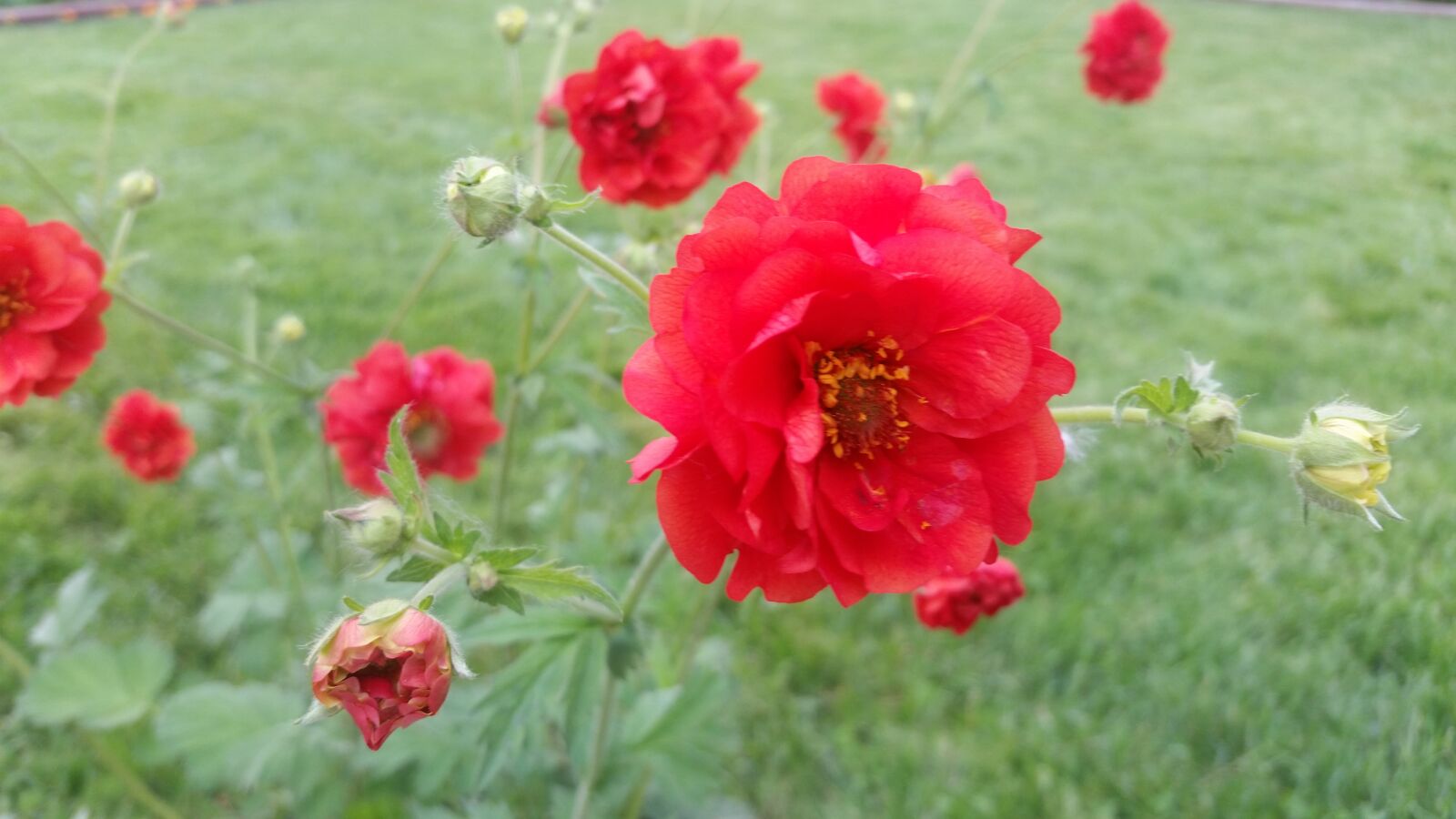 Samsung Galaxy S5 sample photo. Pretty, red, flower photography