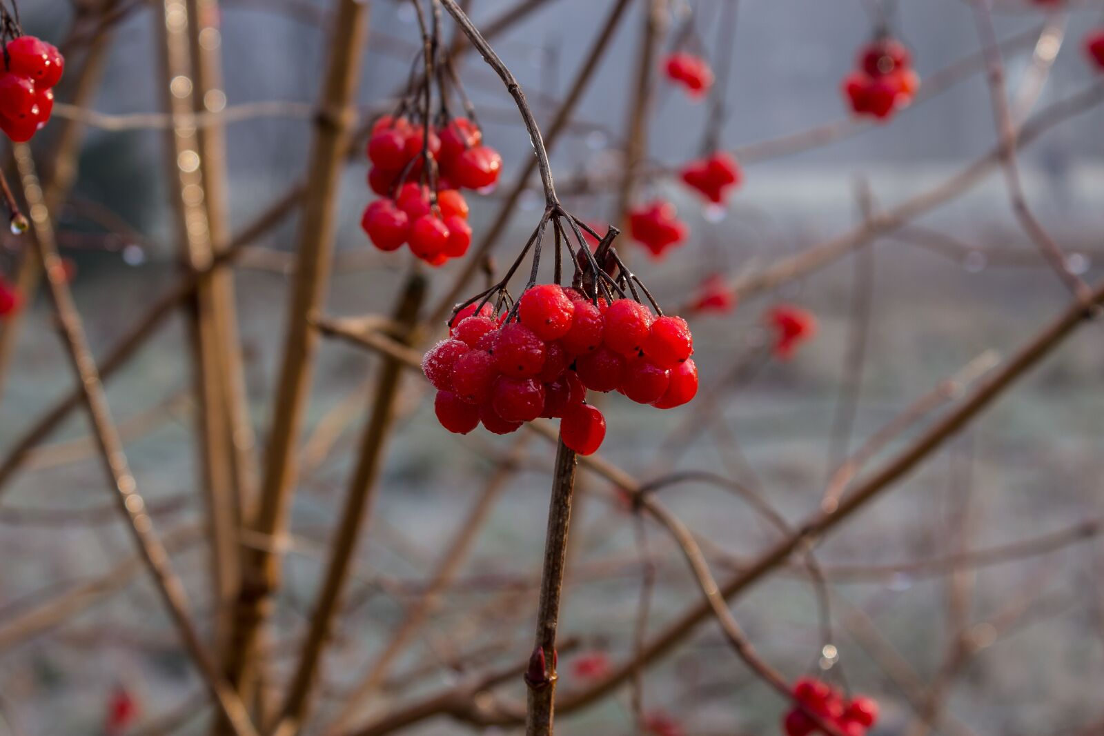 Canon EOS 600D (Rebel EOS T3i / EOS Kiss X5) sample photo. Berries, red, frozen photography