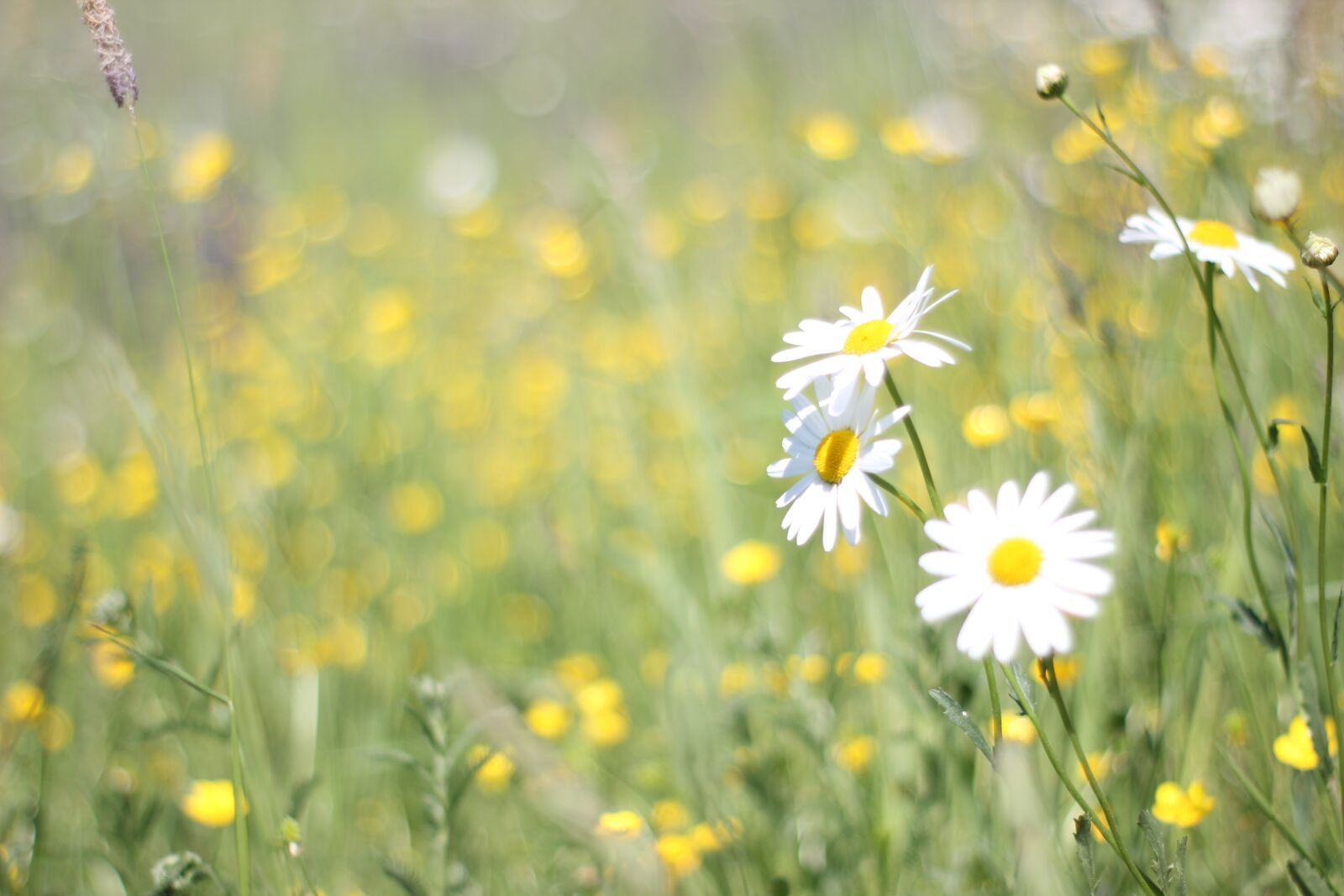 Canon EOS 600D (Rebel EOS T3i / EOS Kiss X5) sample photo. Daisies, meadow, spring photography