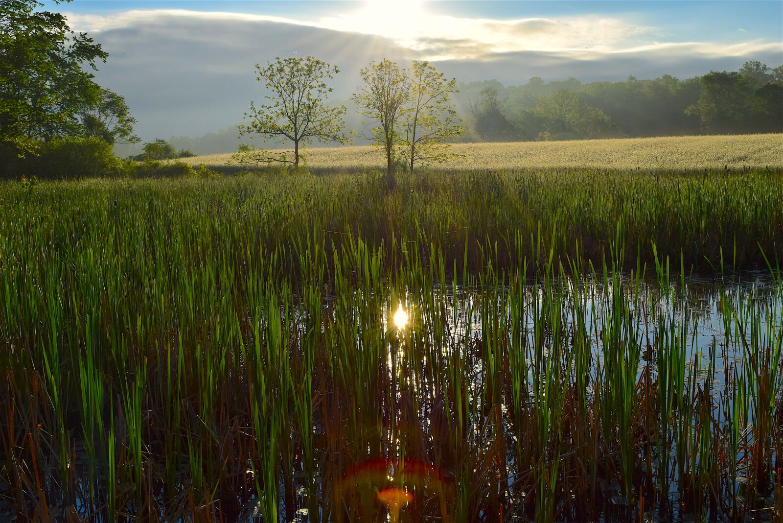 Nikon D3300 sample photo. Wetlands, sunrise, nature photography