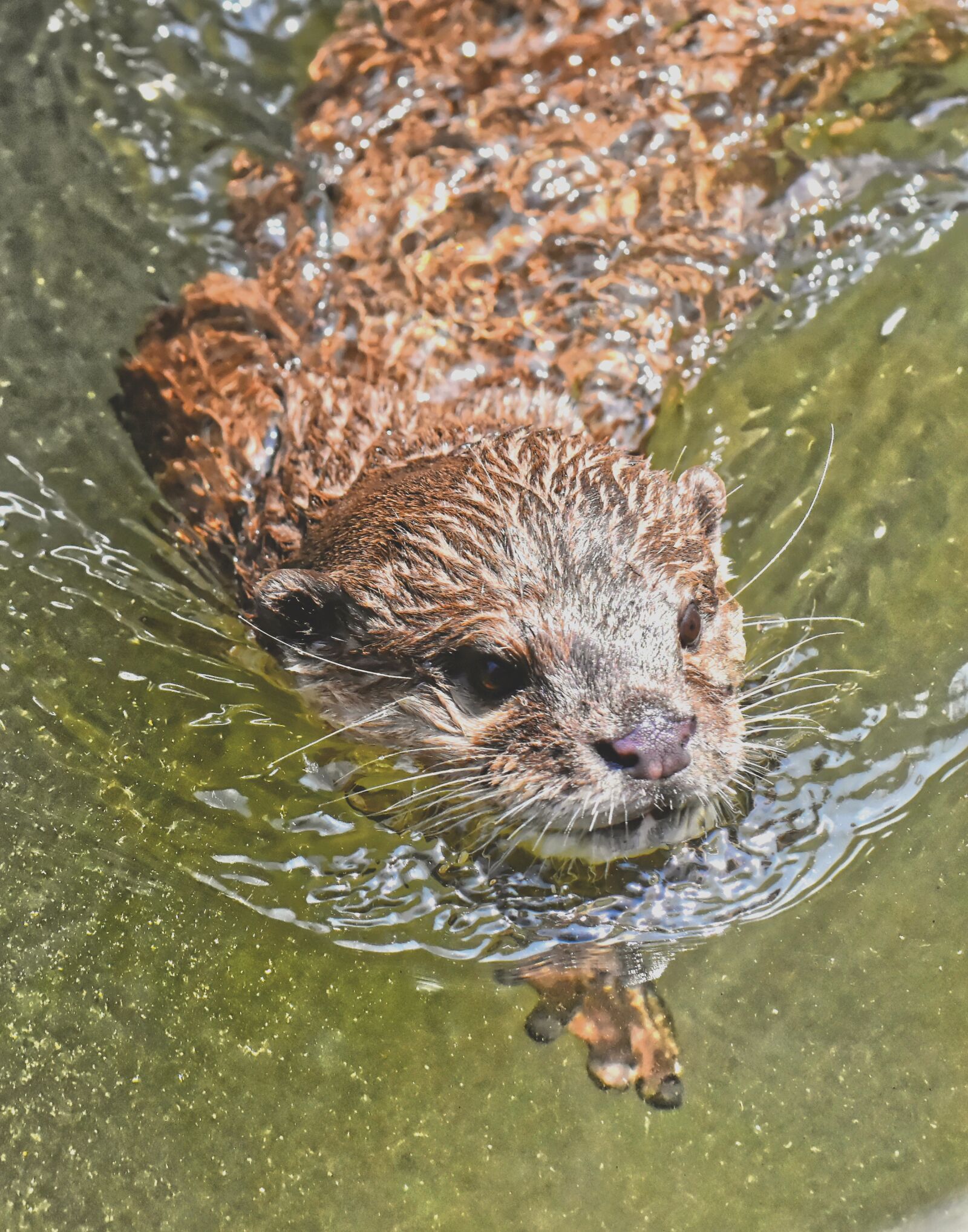 Nikon D7200 sample photo. Otter, playful, play photography