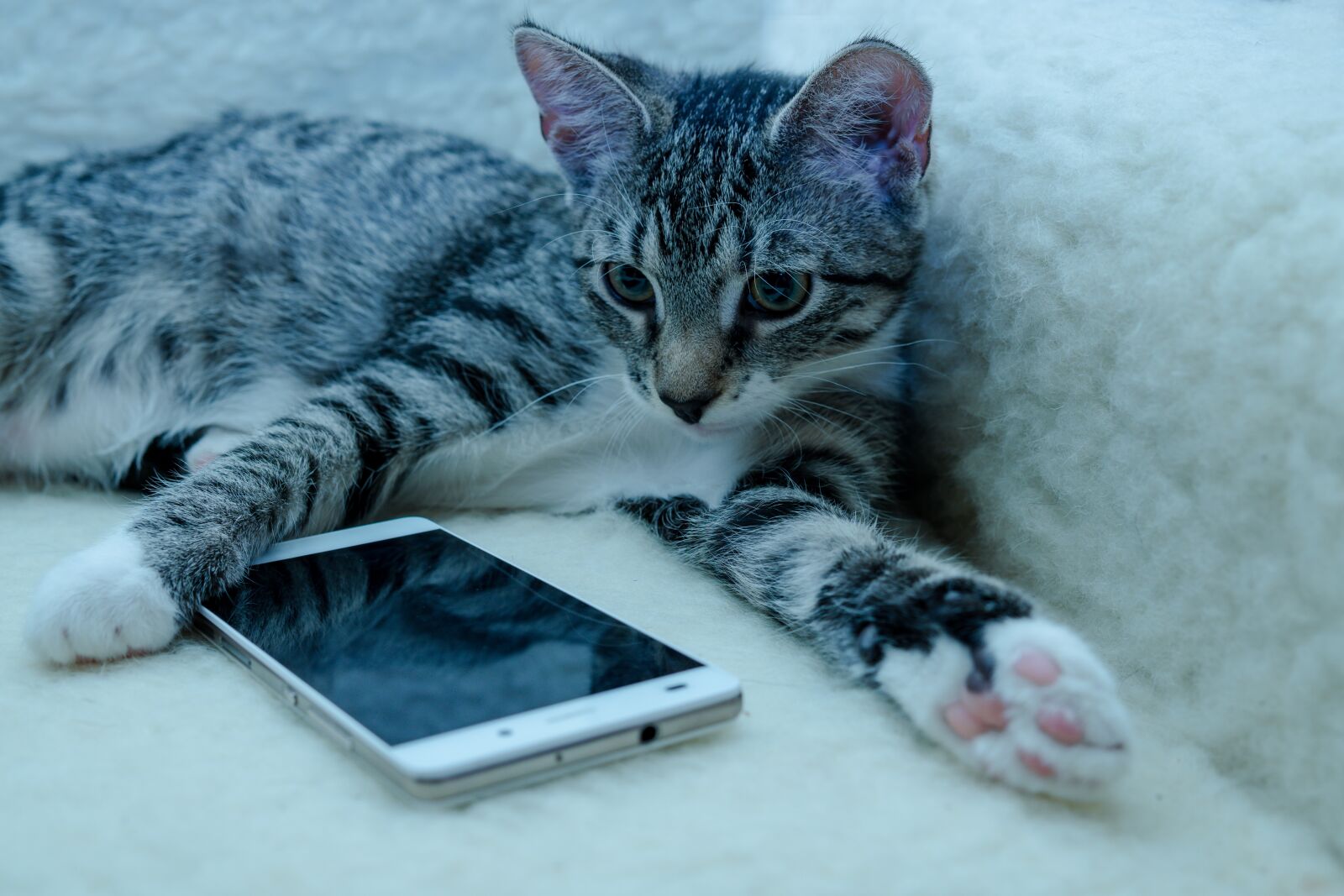 30mm F1.4 DC DN | Contemporary 016 sample photo. Cat, small, mackerel photography